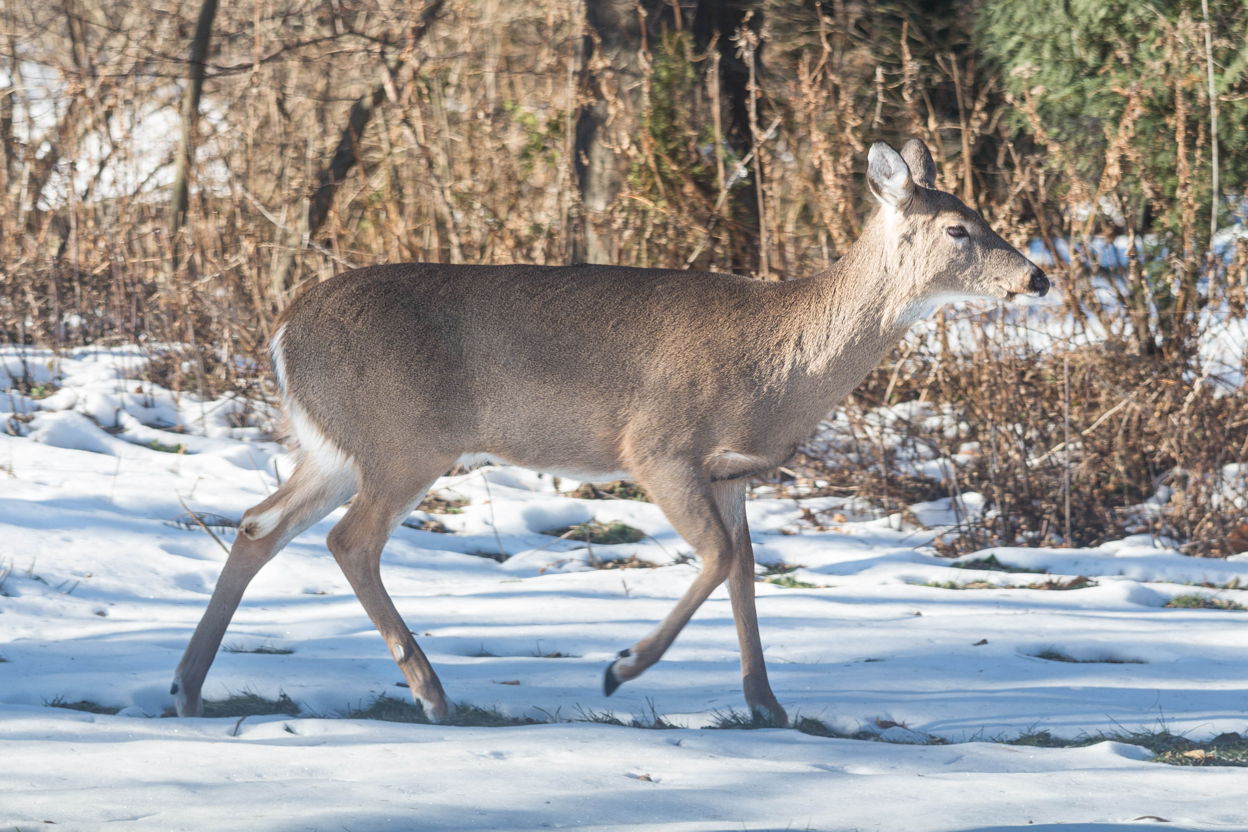 Deer in the Yard in Winter | https://www.roseclearfield.com