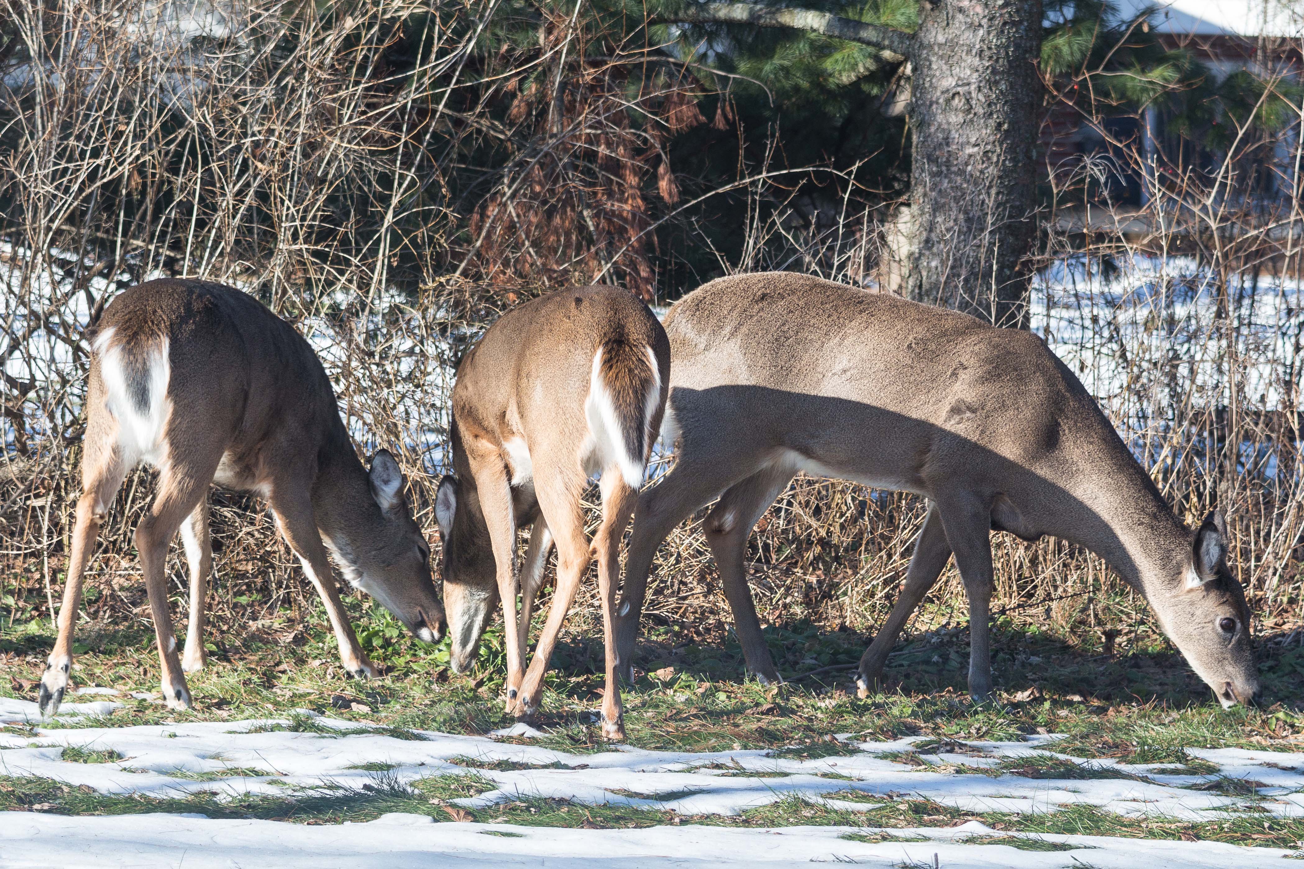 Deer in the Yard in Winter | https://www.roseclearfield.com