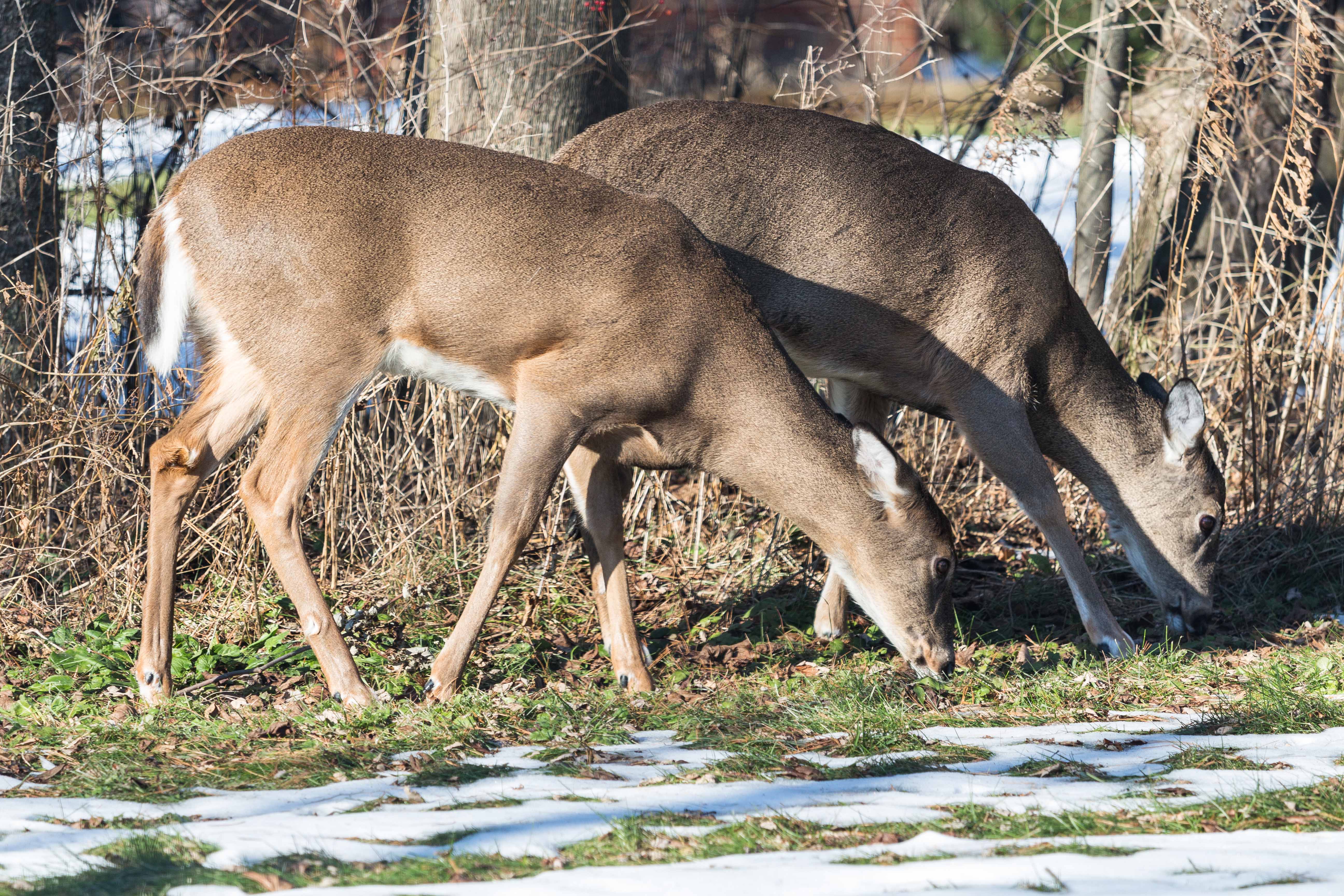 Deer in the Yard in Winter | https://www.roseclearfield.com