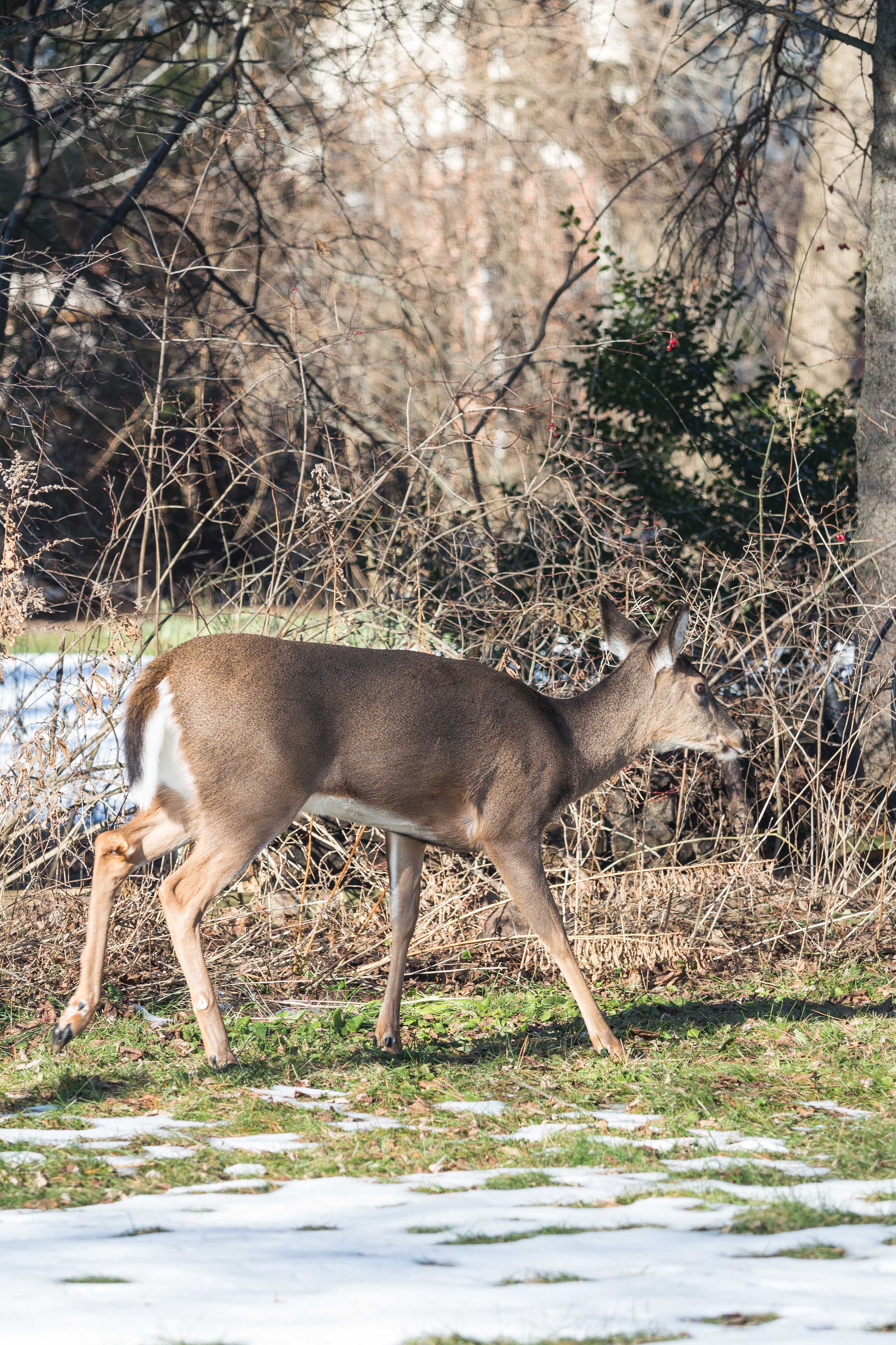 Deer in the Yard in Winter | https://www.roseclearfield.com