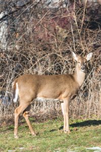 Deer in the Yard in Winter | https://www.roseclearfield.com