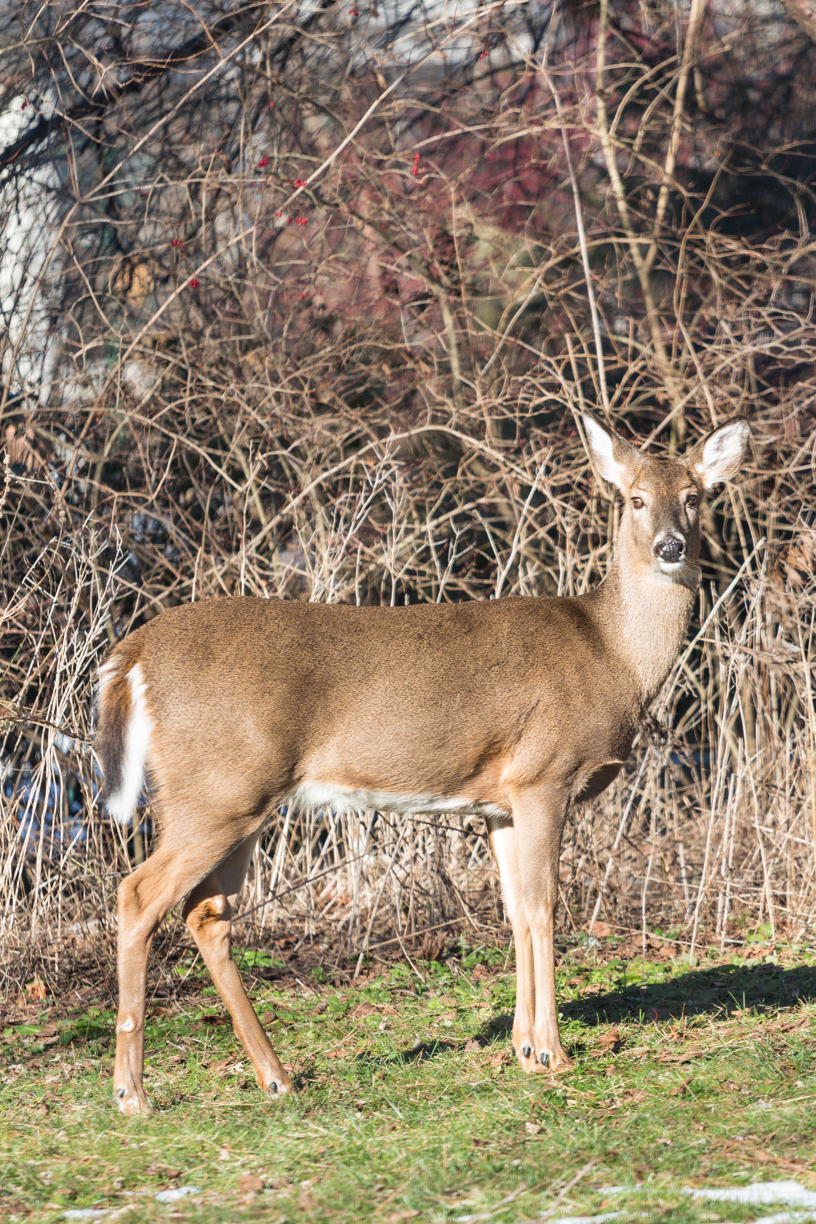 Deer in the Yard in Winter | https://www.roseclearfield.com