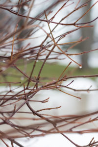 Warm Foggy Winter Day | https://www.roseclearfield.com