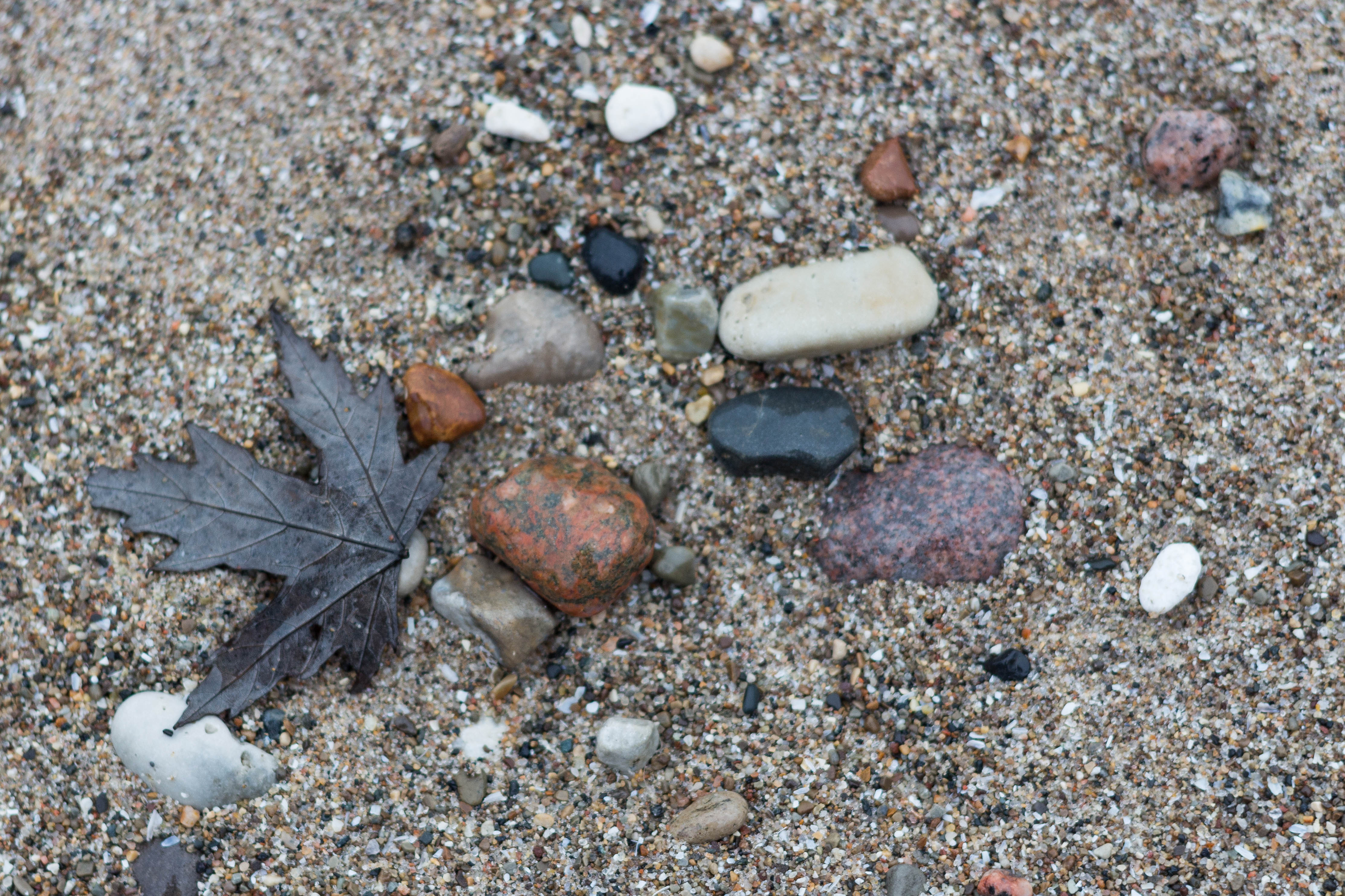 Rocks and a Leaf on the Beach | https://www.roseclearfield.com