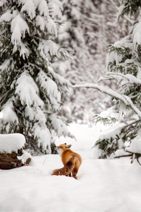 Winter Photography Inspiration - Fox in the Snow | https://www.roseclearfield.com