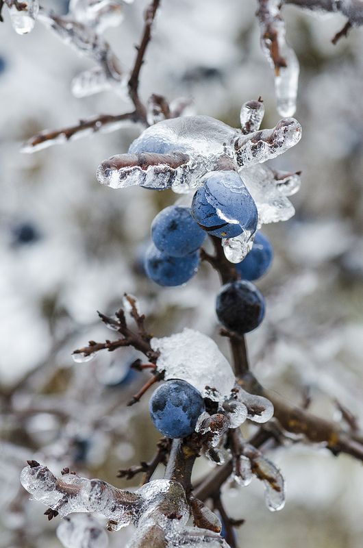 Winter Photography Inspiration - Winter Berries | https://www.roseclearfield.com