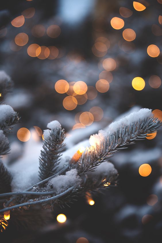 Winter Photography Inspiration - Winter Bokeh | https://www.roseclearfield.com