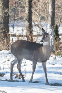 Deer in the Yard | https://www.roseclearfield.com