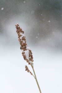 Snow in the Backyard | https://www.roseclearfield.com