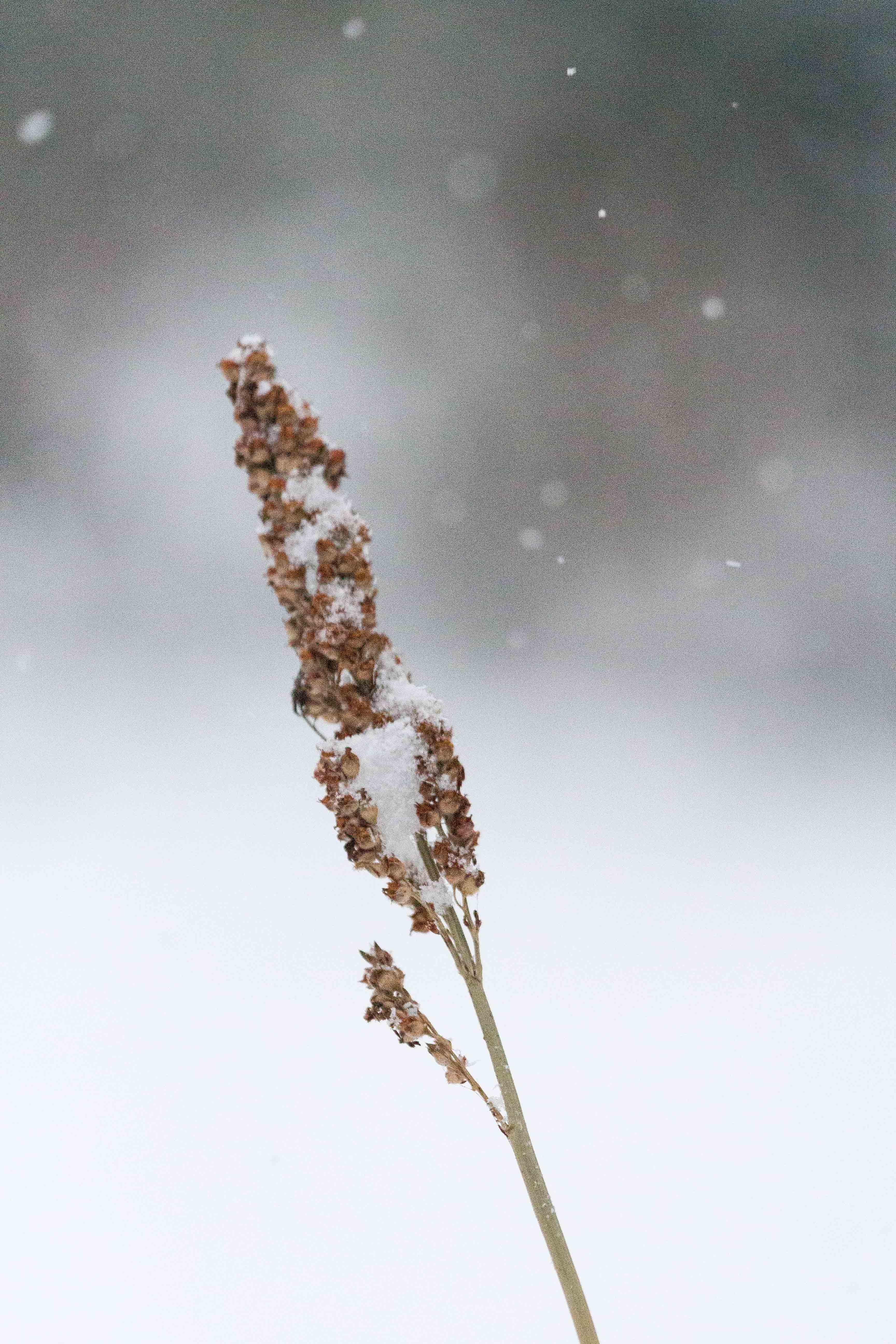 Snow in the Backyard | https://www.roseclearfield.com