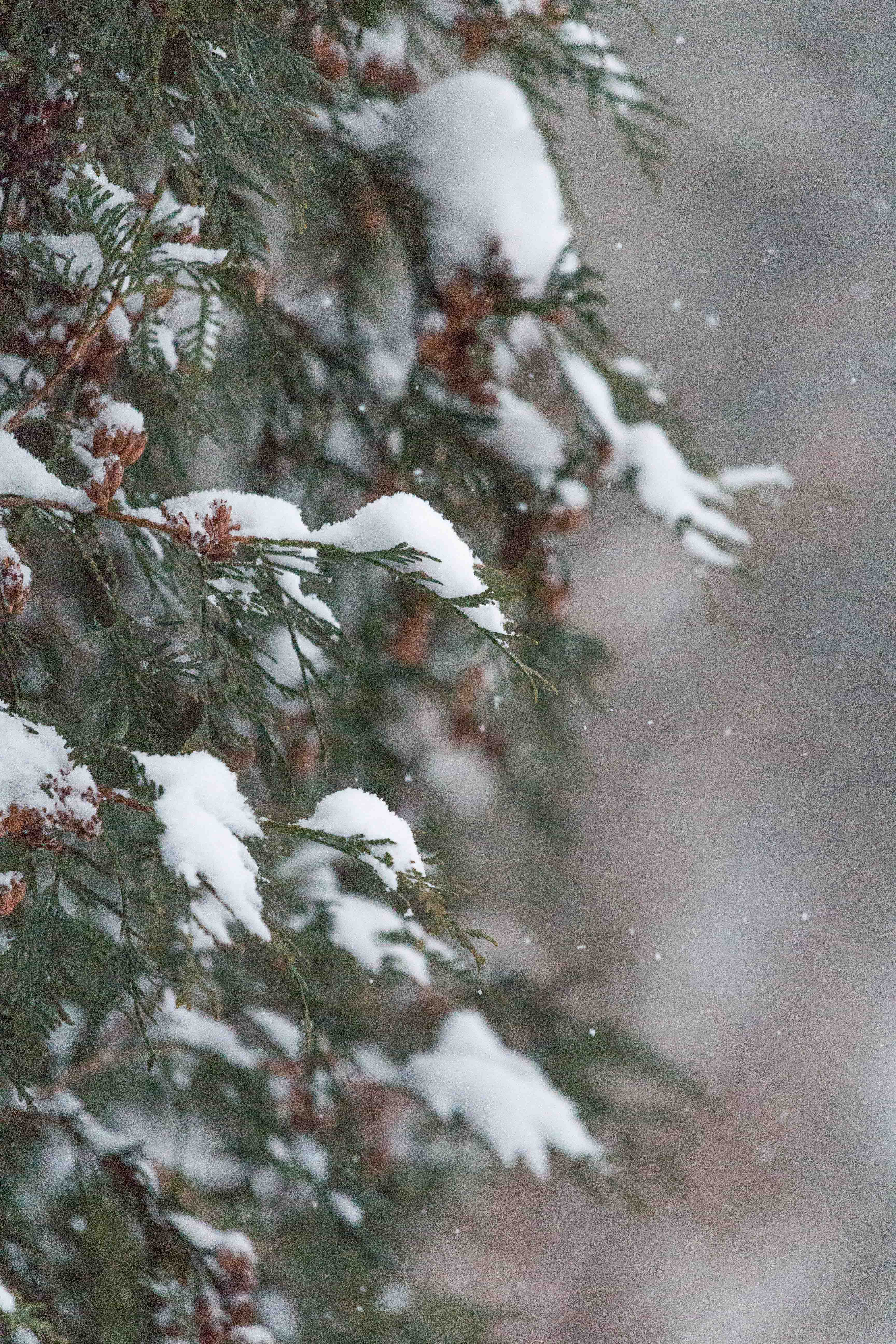 Snow in the Backyard | https://www.roseclearfield.com