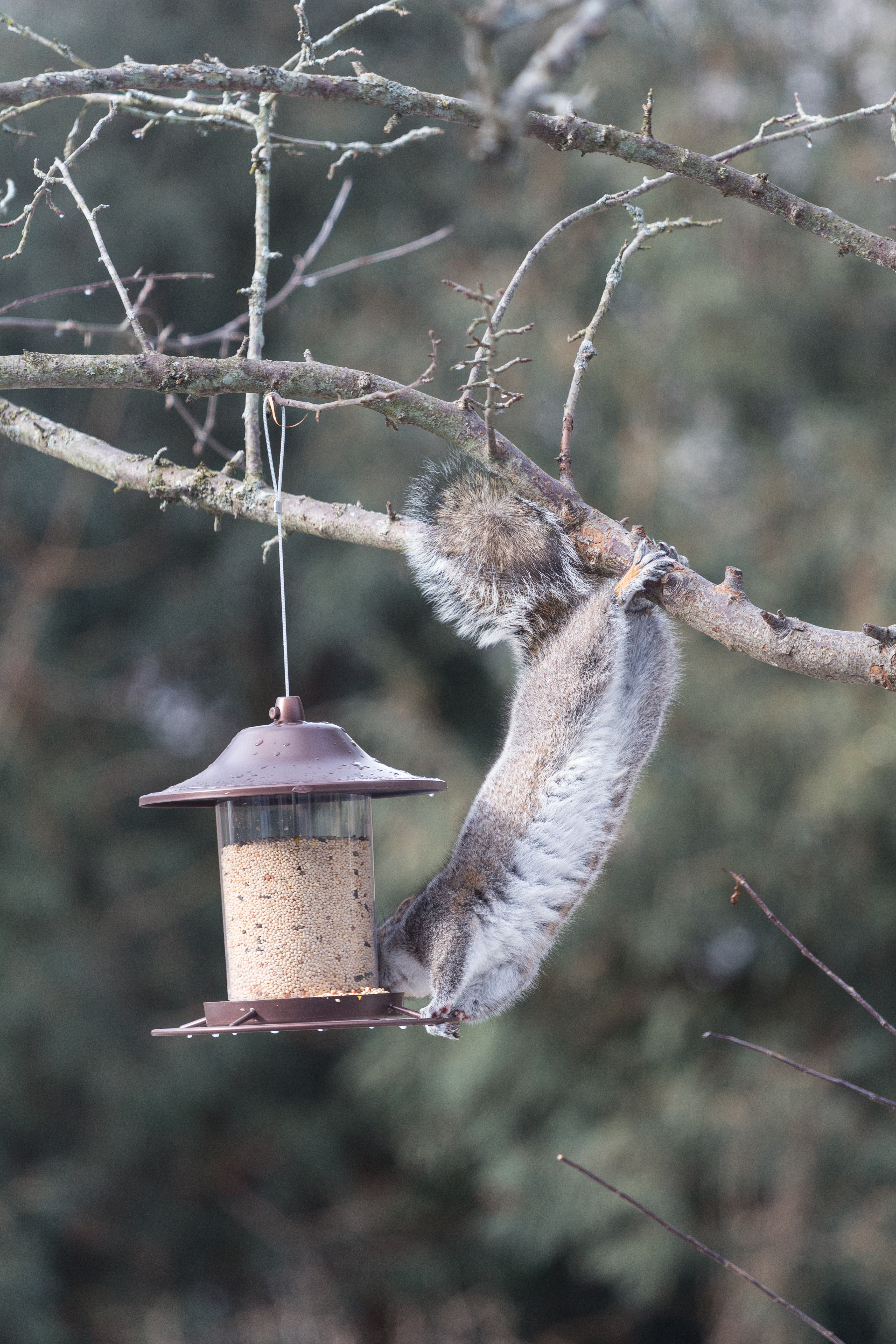 Squirrel at the Feeder | https://www.roseclearfield.com