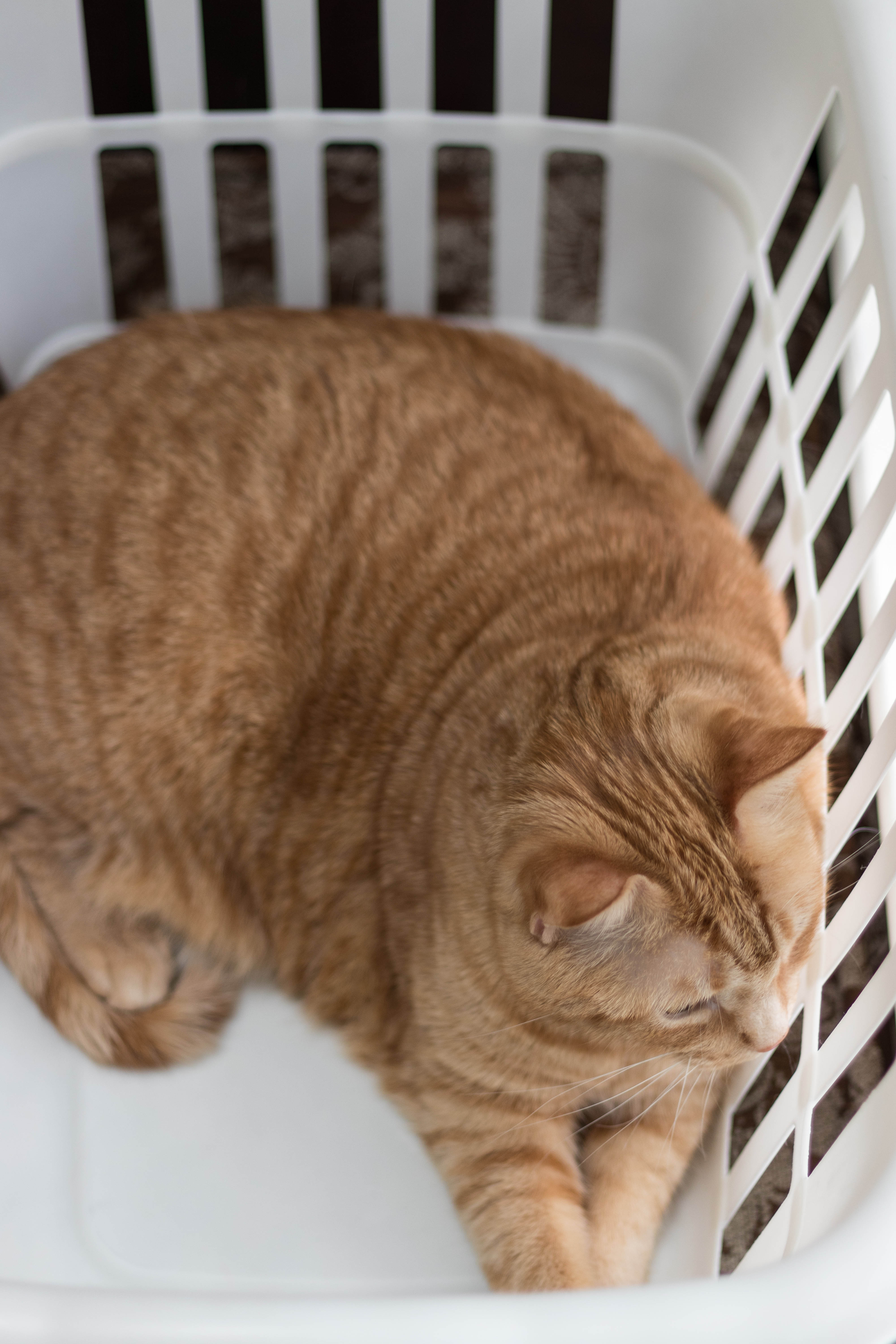 Apollo in the Laundry Basket 3.22.17 | https://www.roseclearfield.com