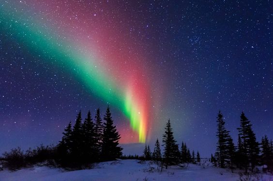 Aurora Over the Trees of Churchill Manitoba by David Marx | https://www.roseclearfield.com