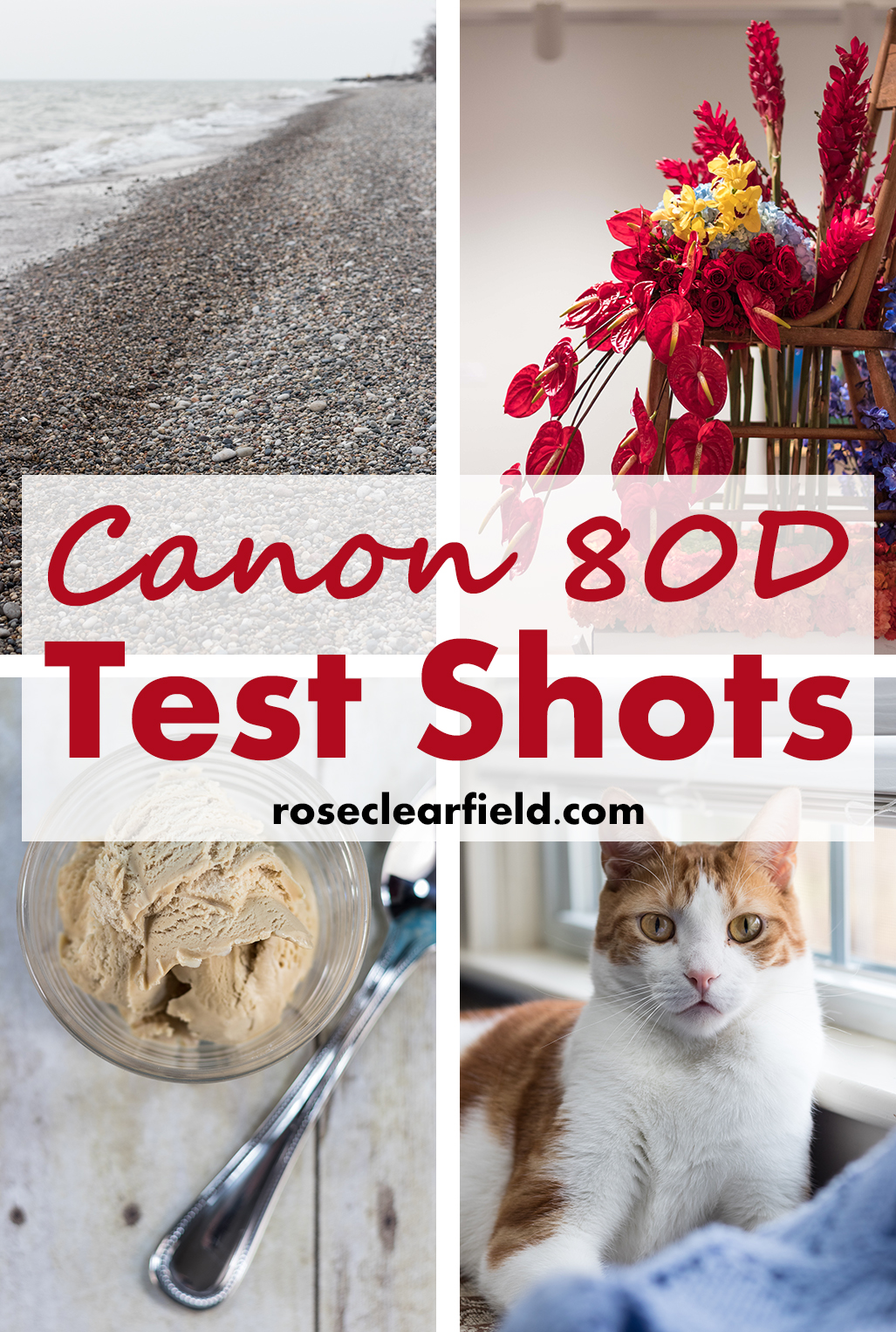 Canon 80D Test Shots | https://www.roseclearfield.com