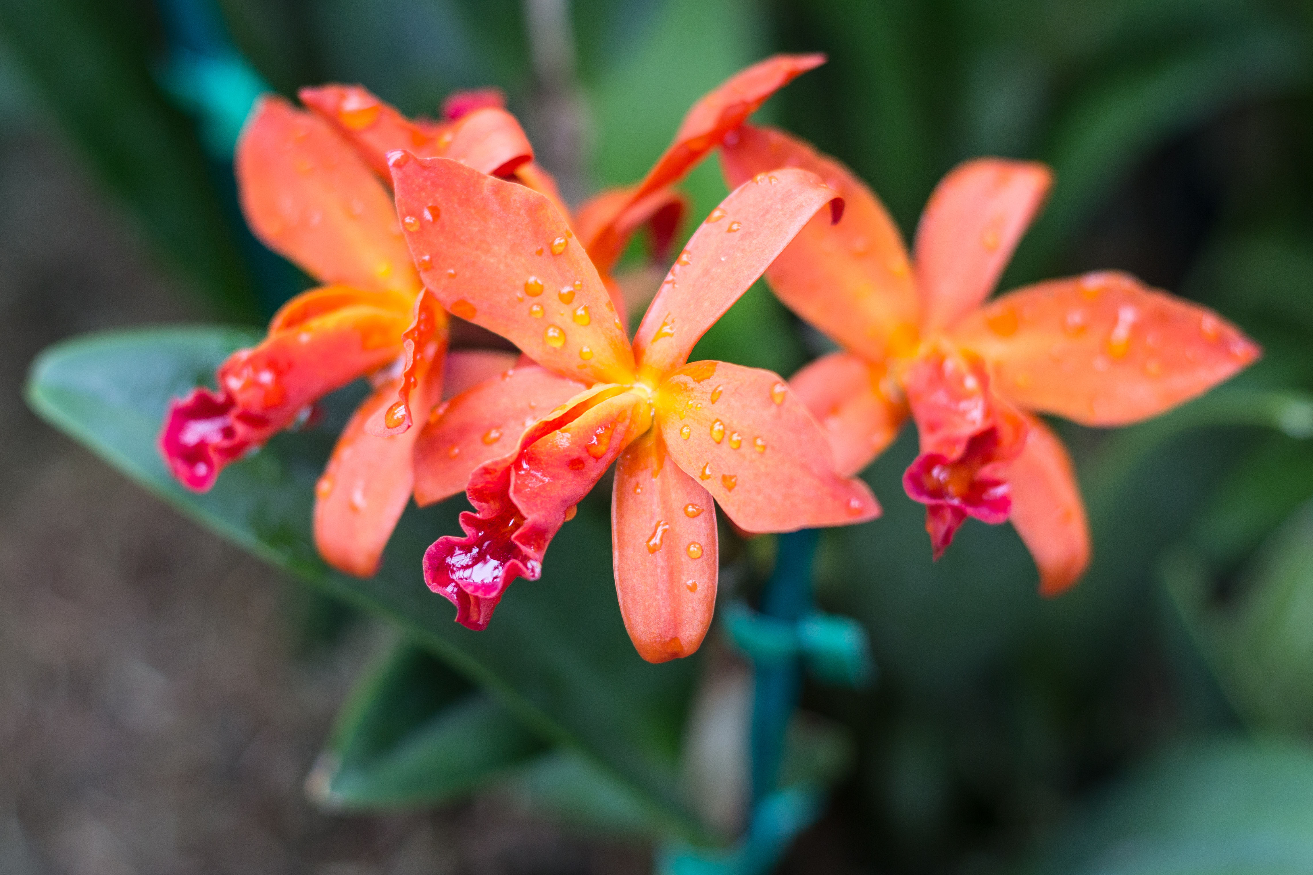 Orchids in Vogue Orchid Show at the Chicago Botanic Gardens | https://www.roseclearfield.com