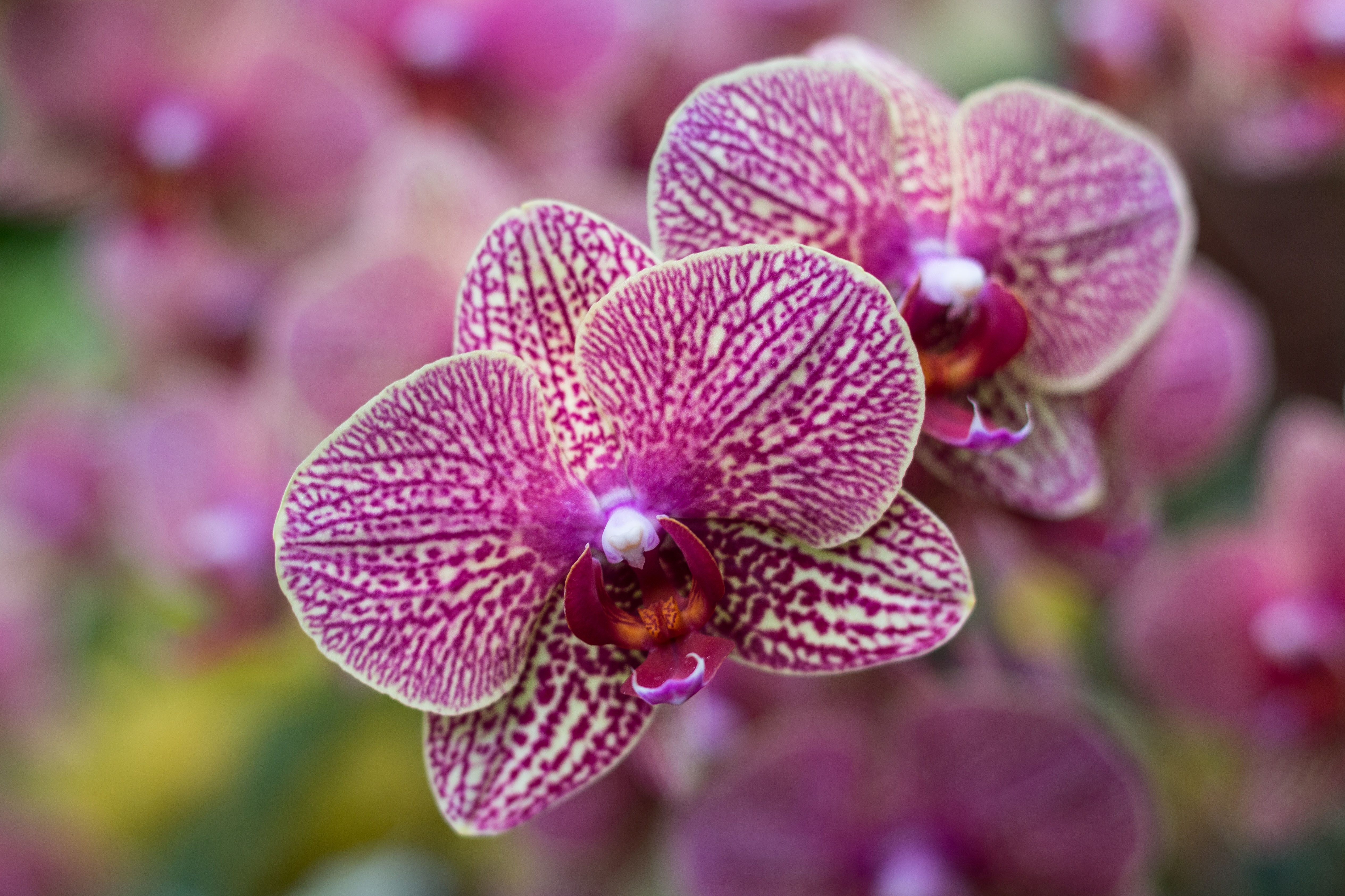 Orchids in Vogue Orchid Show at the Chicago Botanic Gardens | https://www.roseclearfield.com