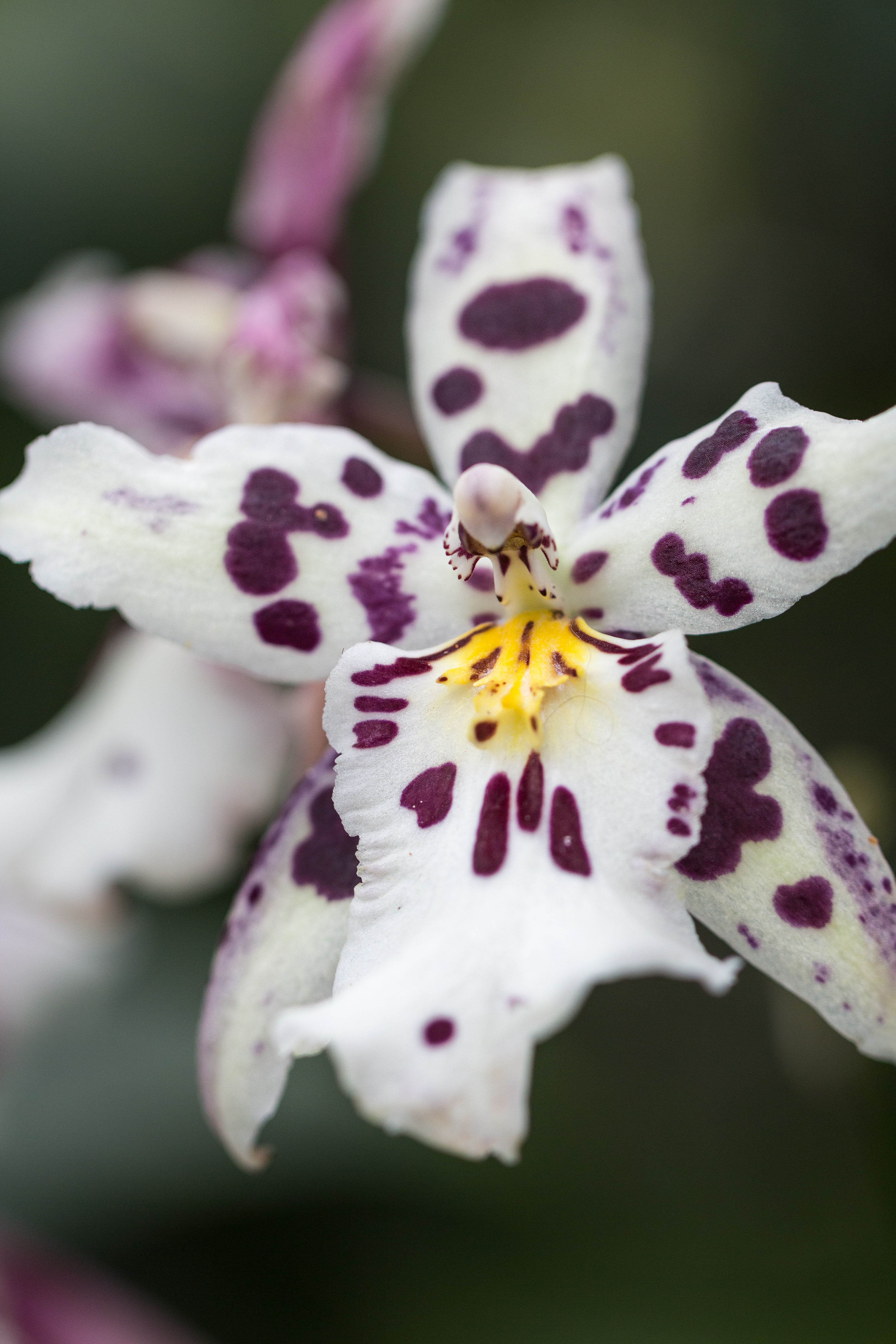 Orchids in Vogue Orchid Show at the Chicago Botanic Gardens | https://www.roseclearfield.com