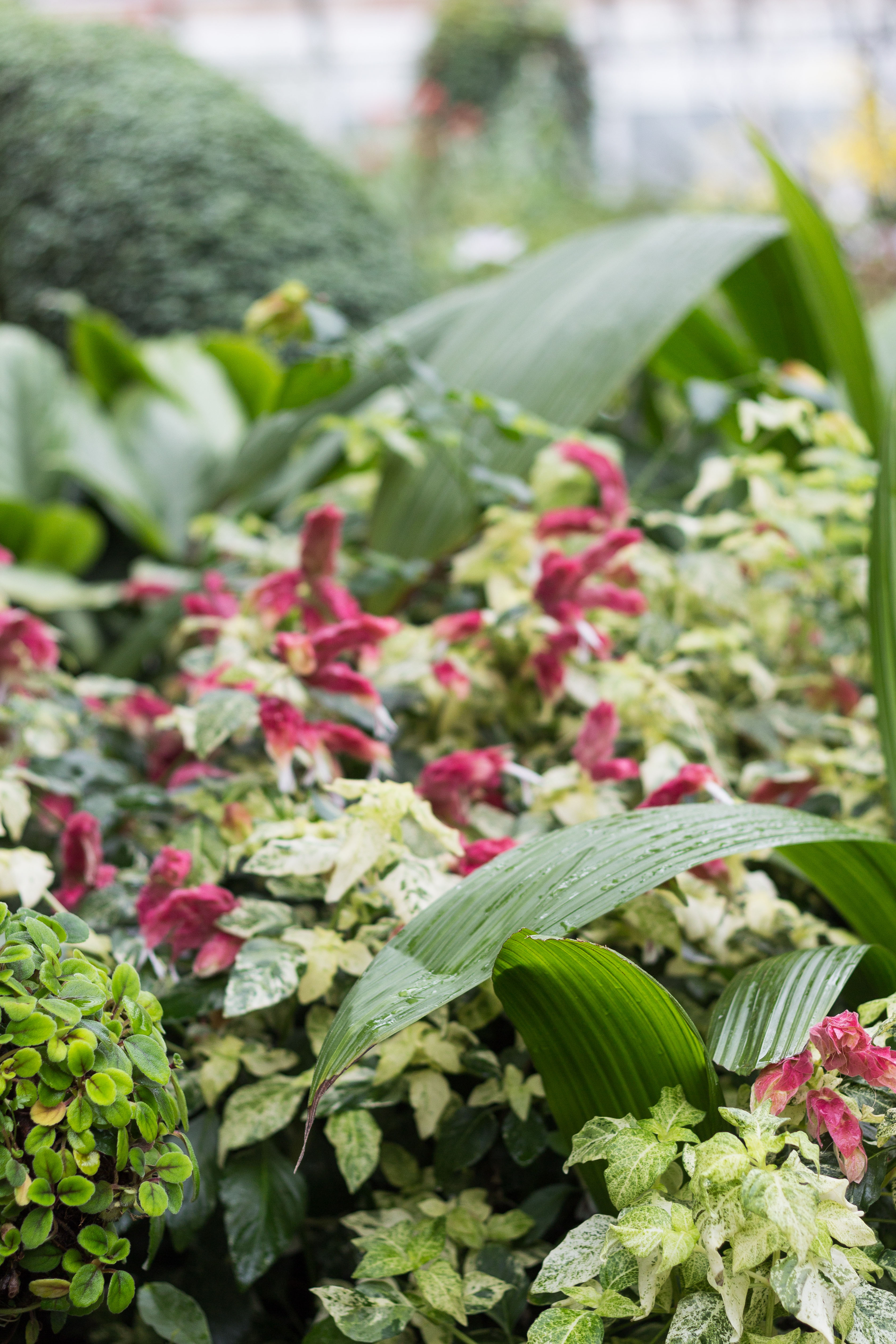 Orchids in Vogue Orchid Show at the Chicago Botanic Gardens | https://www.roseclearfield.com