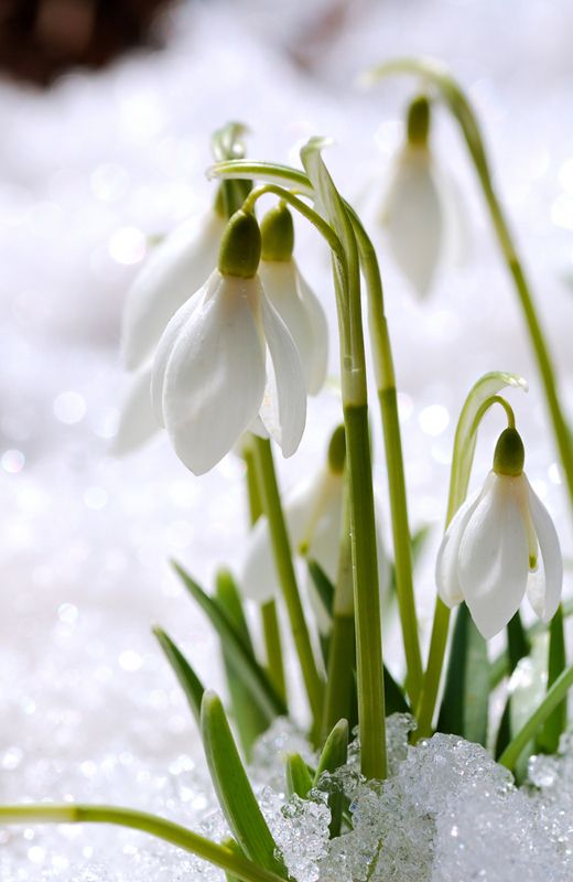 Early Spring Inspiration - David Beaulieu Snowdrops | https://www.roseclearfield.com