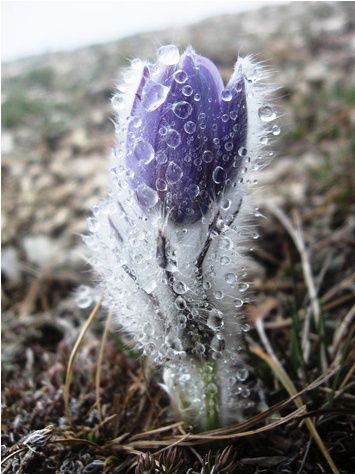 Early Spring Inspiration - Early spring flower covered with ice by Stanislav Kotik. | https://www.roseclearfield.com