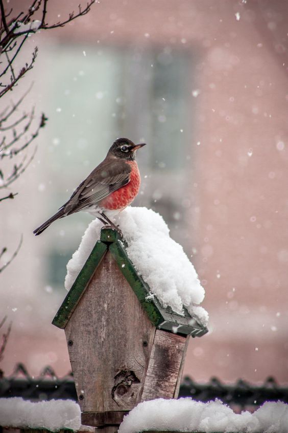 Early Spring Inspiration - B for Bird, M. Atif Murtaza, 500px | https://www.roseclearfield.com