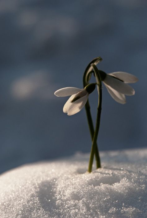 Early Spring Inspiration - White flower in the snow. | https://www.roseclearfield.com