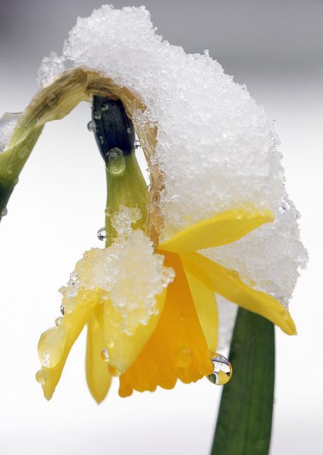 Early Spring Inspiration - Spring daffodil after snow by Jim Higham https://www.flickr.com/photos/jimhigham/8586772702/ | https://www.roseclearfield.com