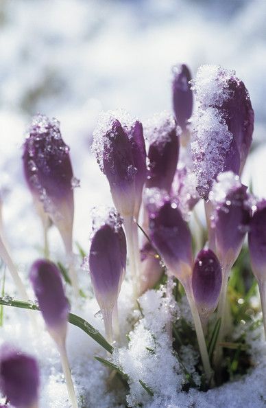 Early Spring Inspiration - Purple flowers in the snow. | https://www.roseclearfield.com