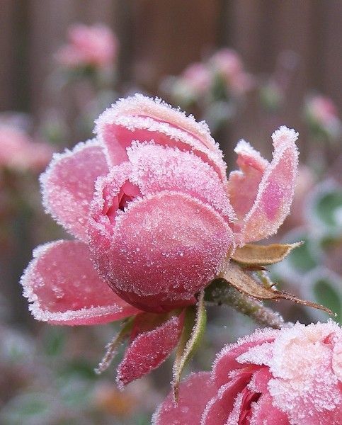 Early Spring Inspiration - Frosted rose. | https://www.roseclearfield.com