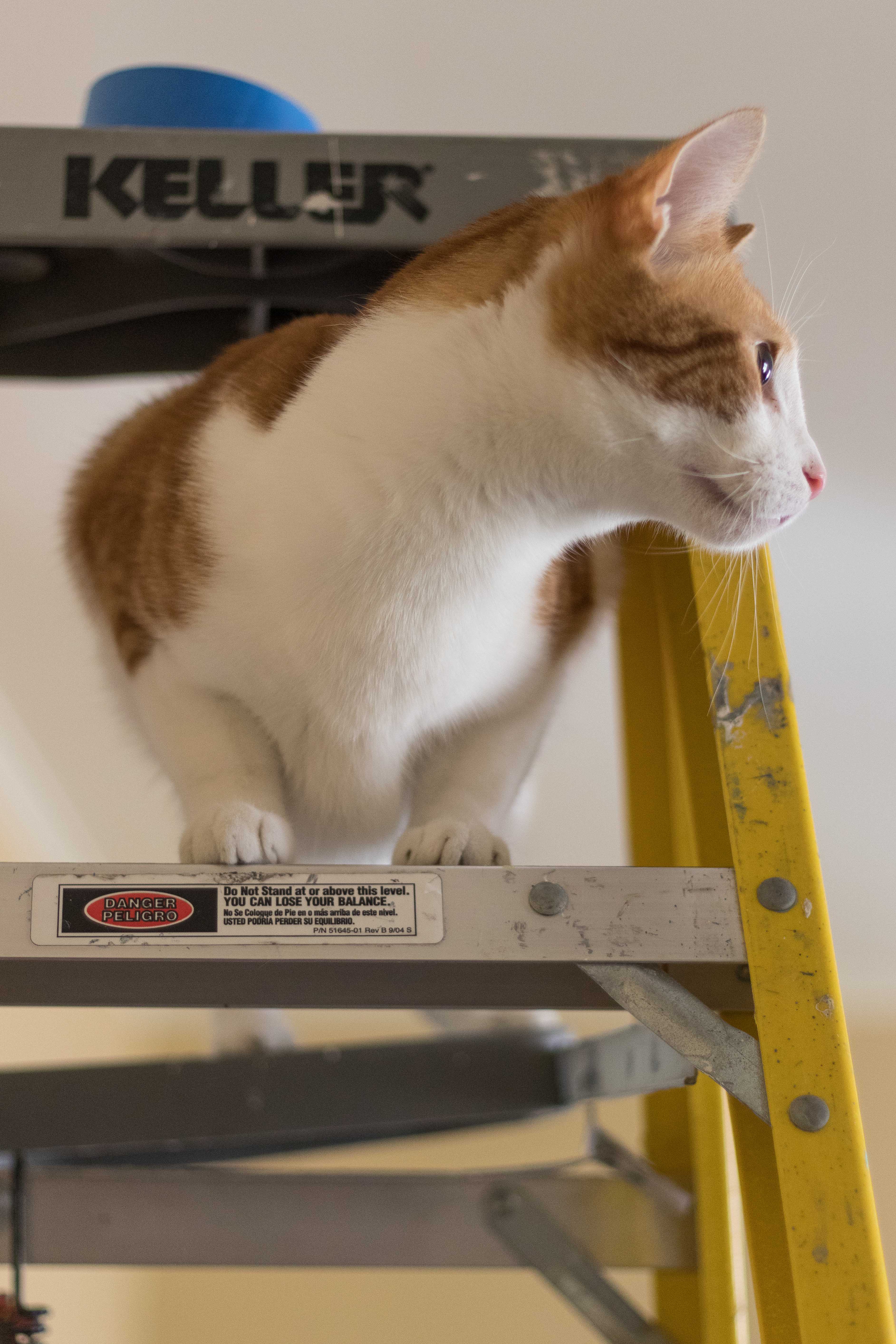 Hobbes on the 8' Ladder | https://www.roseclearfield.com