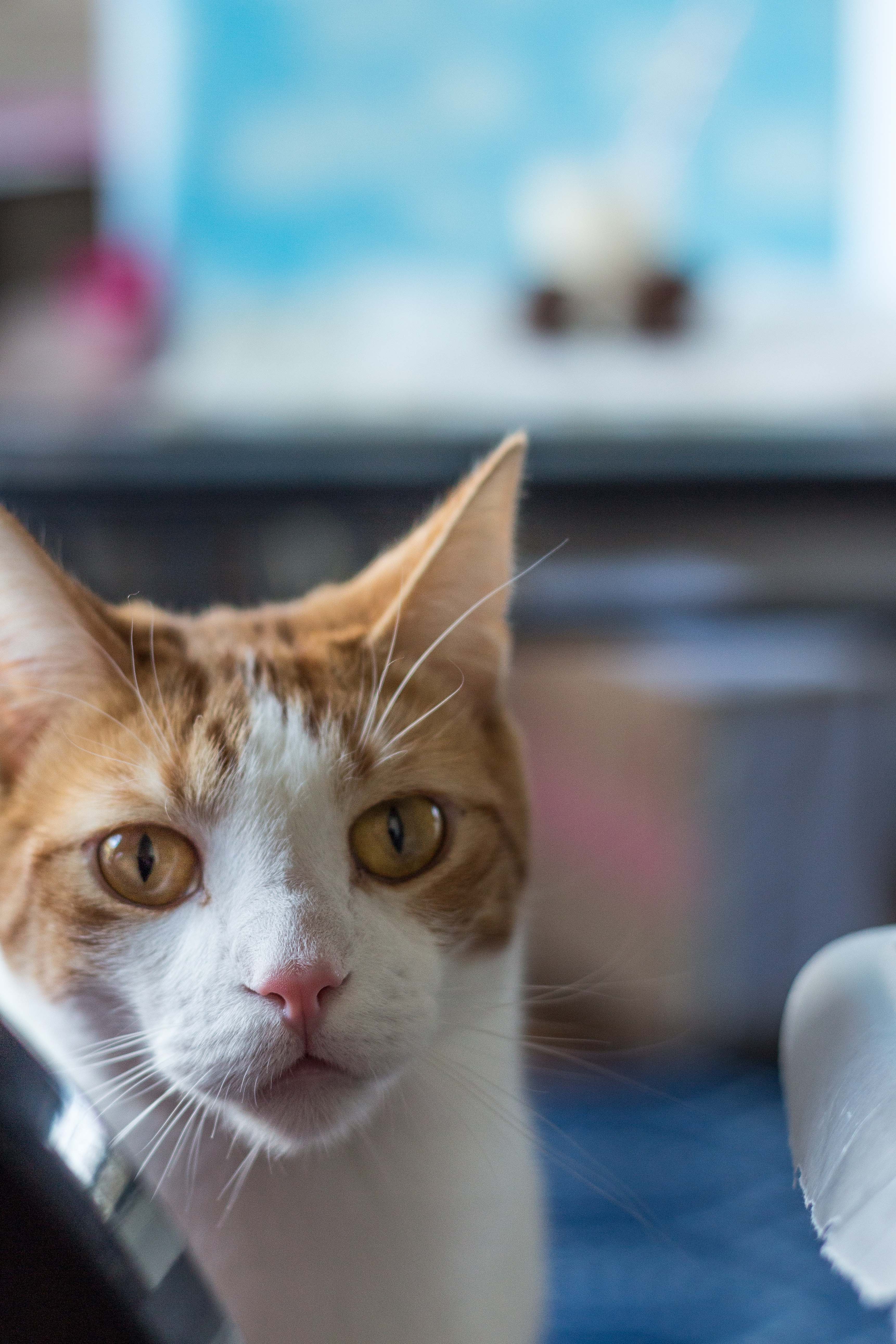 No-Bake Chocolate Oatmeal Peanut Butter Cookies Kitty Helper | https://www.roseclearfield.com