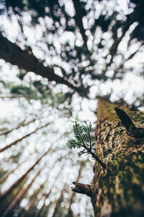 Tall Tree Looking Up with Bokeh Background | https://www.roseclearfield.com