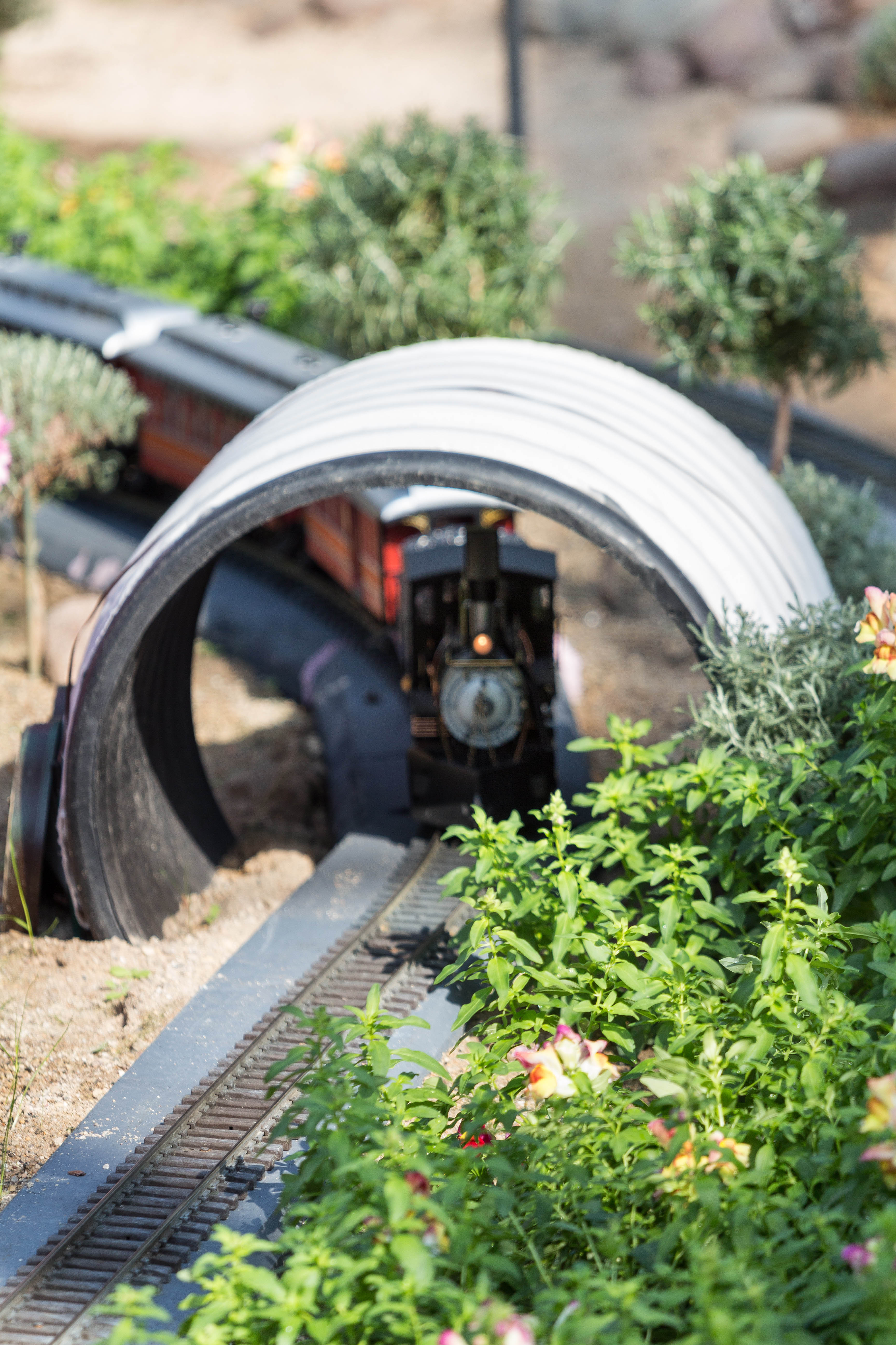 The Great Train Robbery Train Show at the Domes | https://www.roseclearfield.com