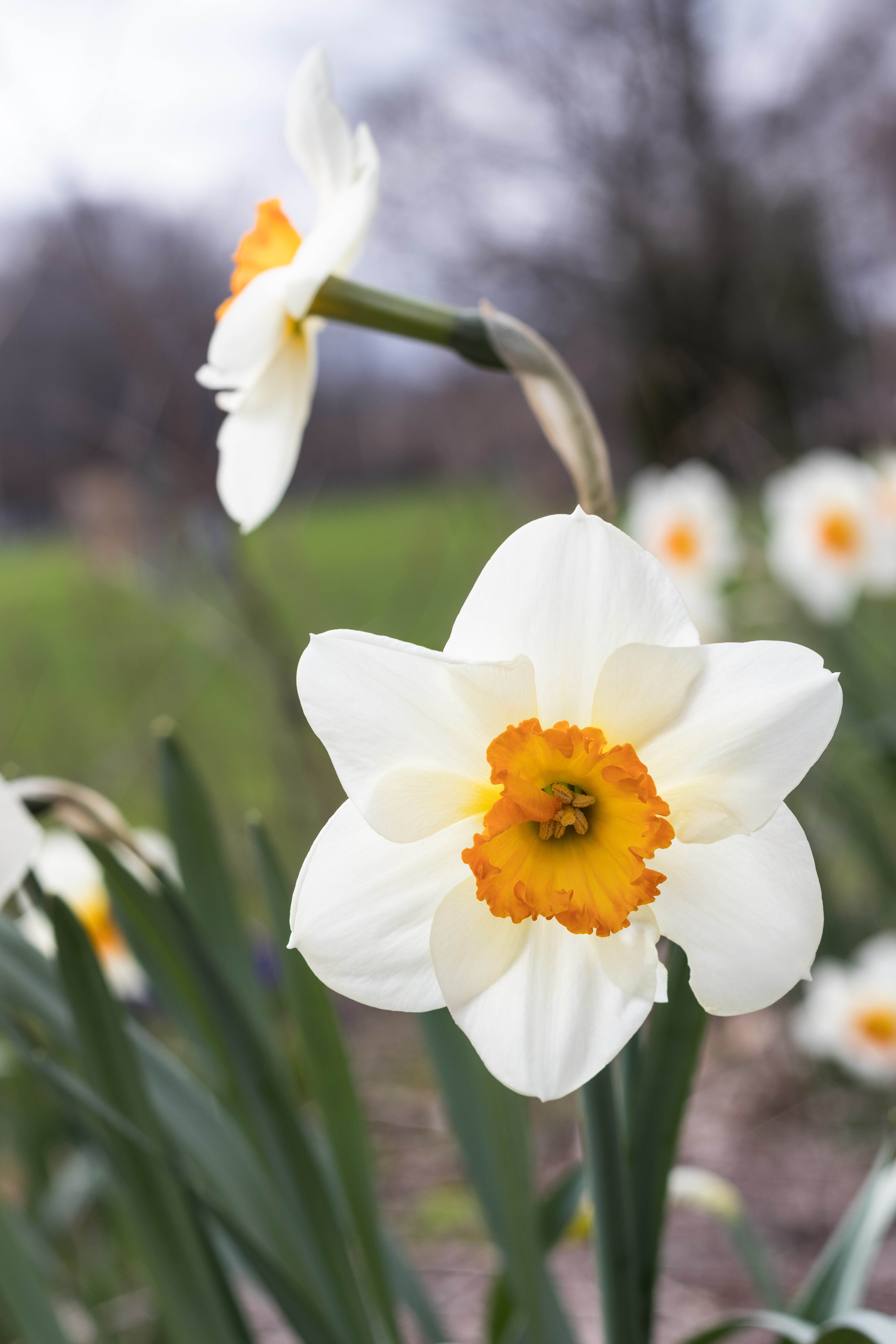 Daffodils | https://www.roseclearfield.com