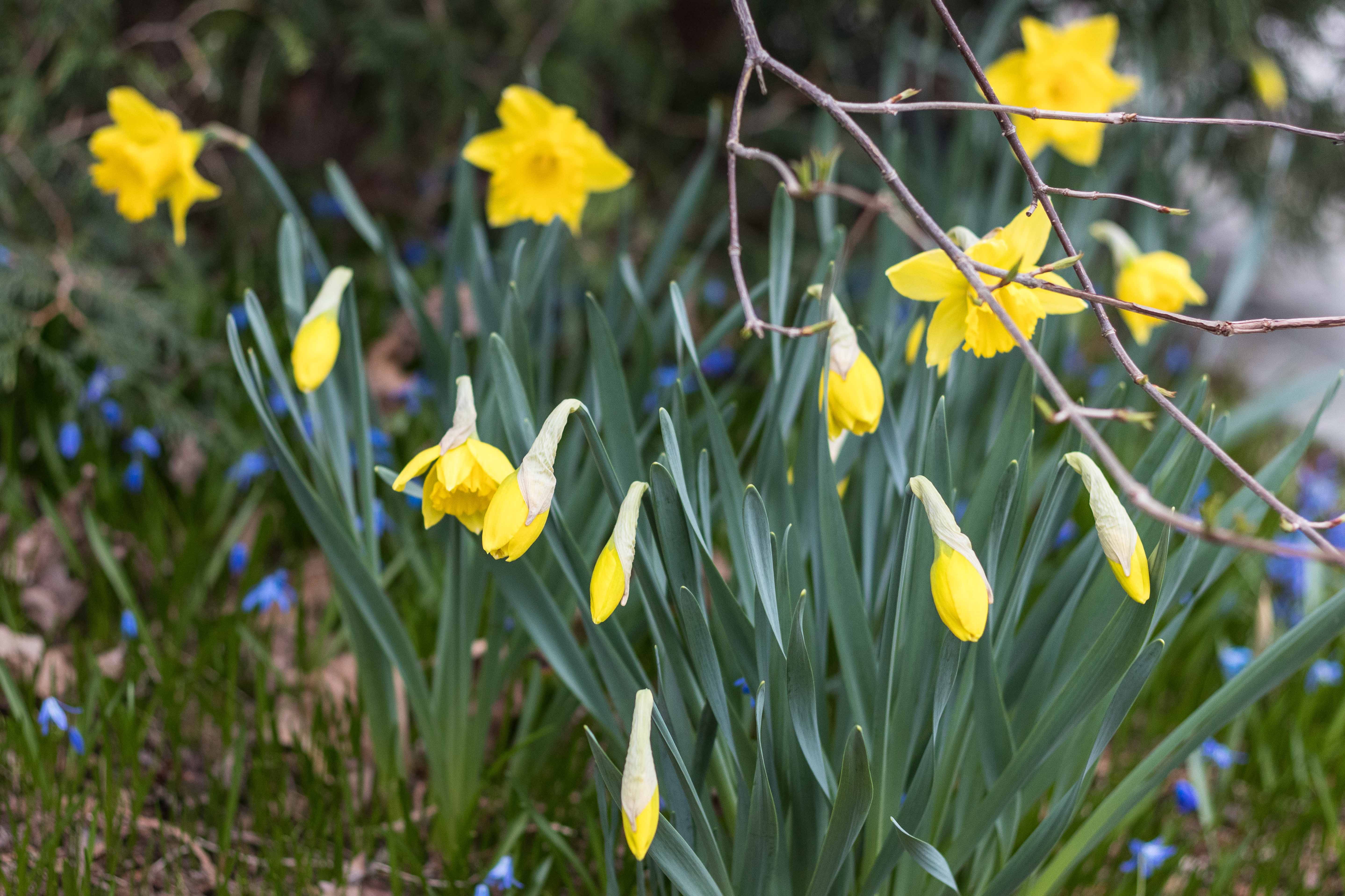 Daffodils Everywhere • Rose Clearfield