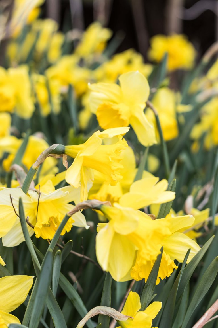 Daffodils Everywhere • Rose Clearfield