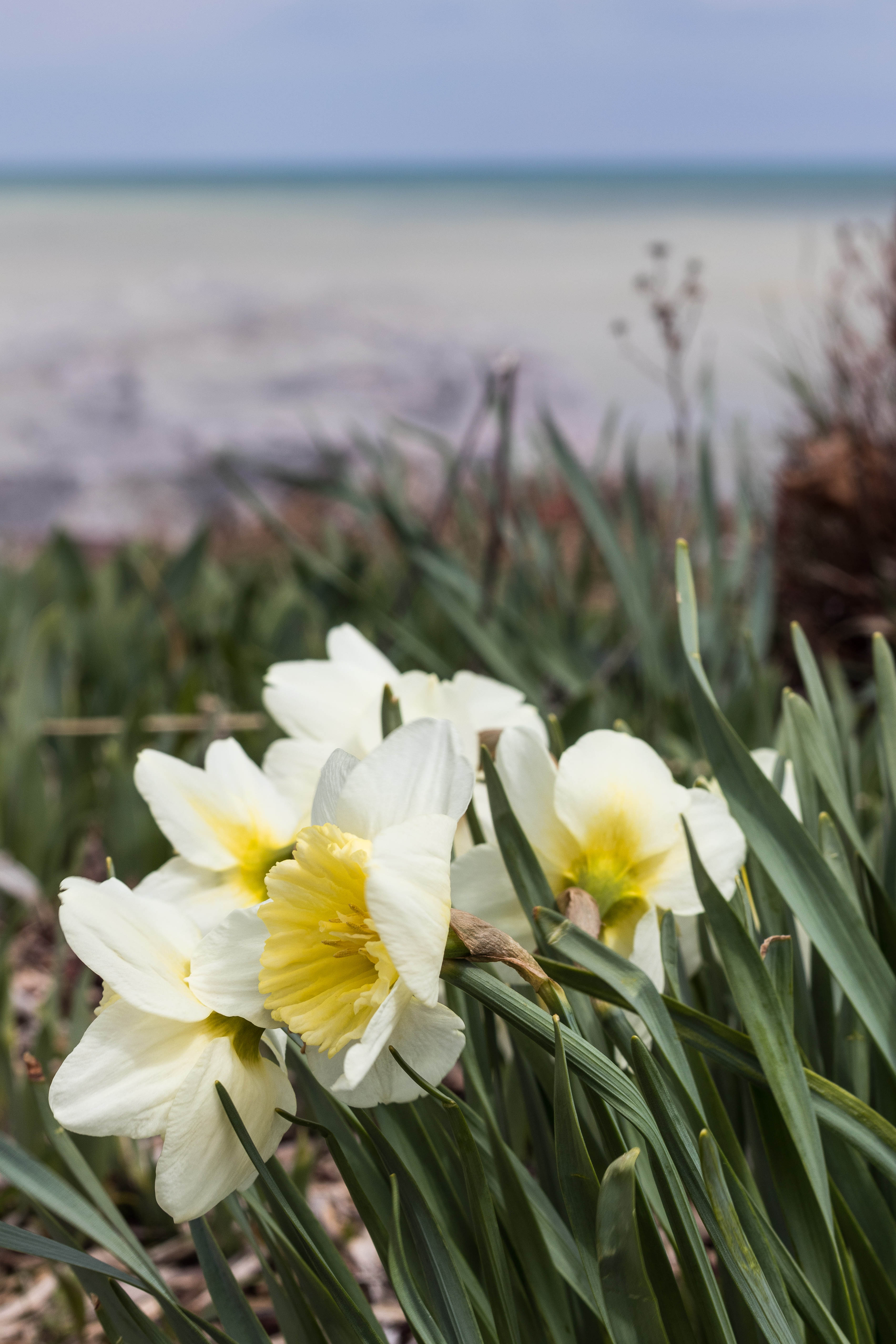 Daffodils | https://www.roseclearfield.com