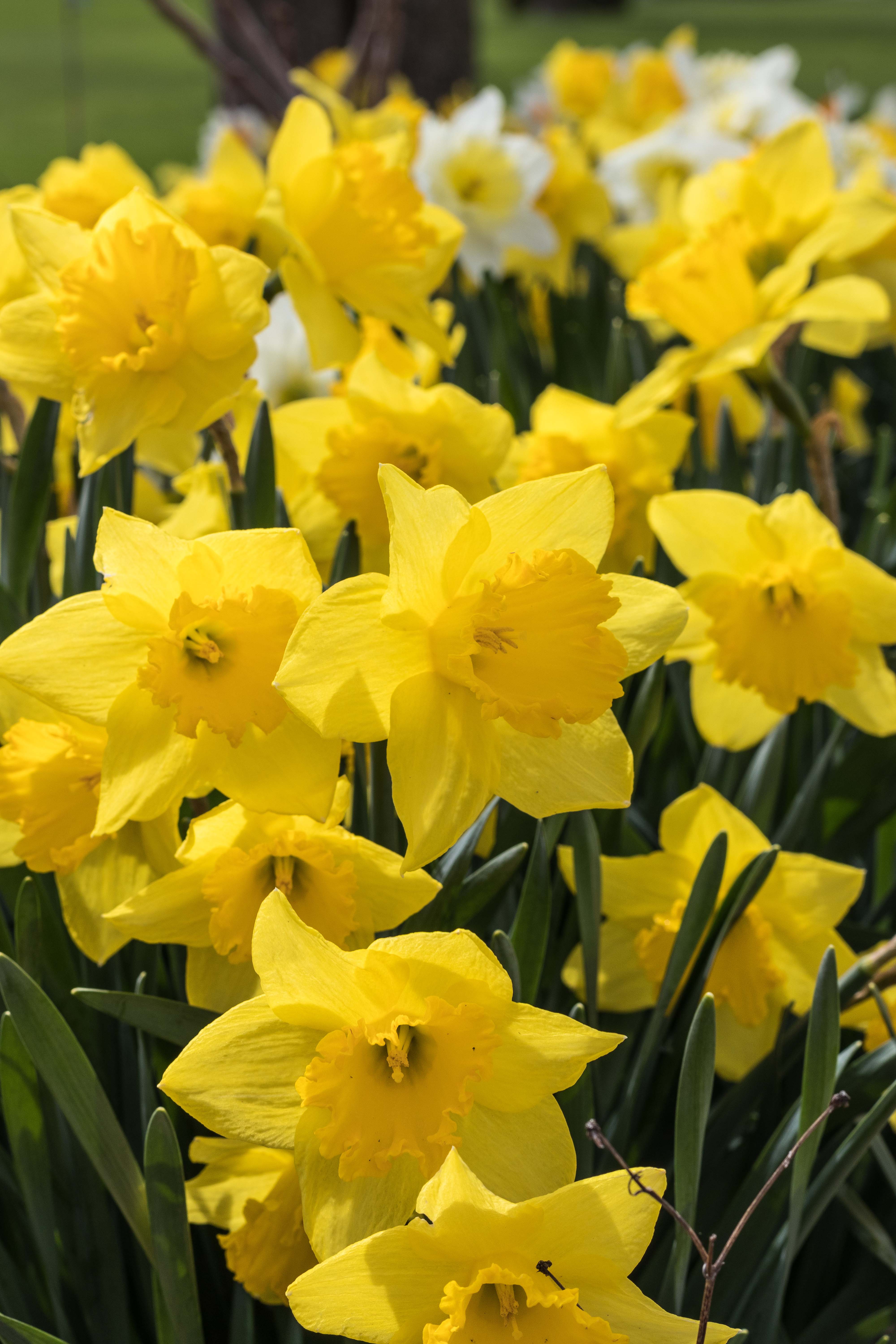 Daffodils Everywhere • Rose Clearfield