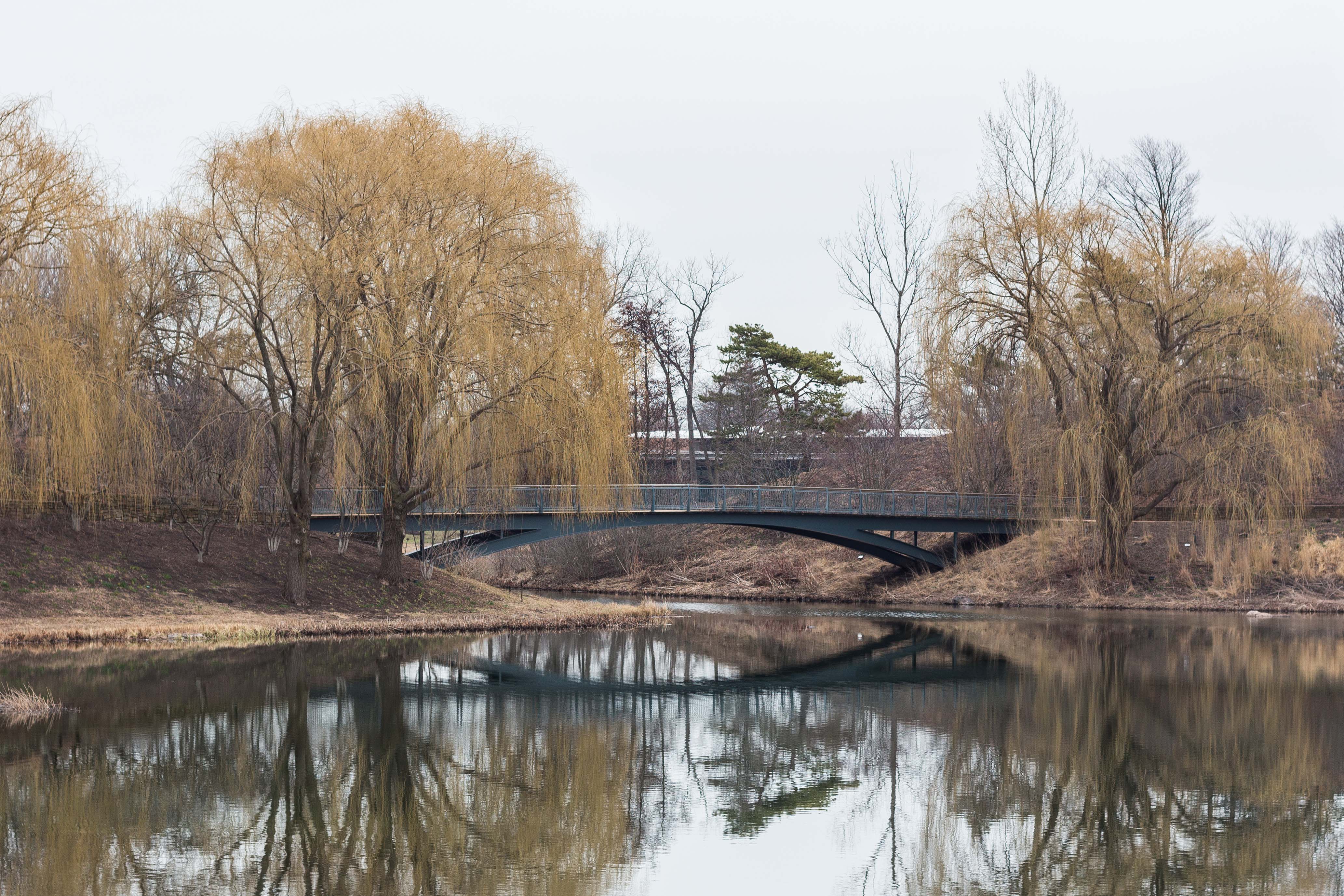 Chicago Botanic Gardens Lake Reflection | https://www.roseclearfield.com