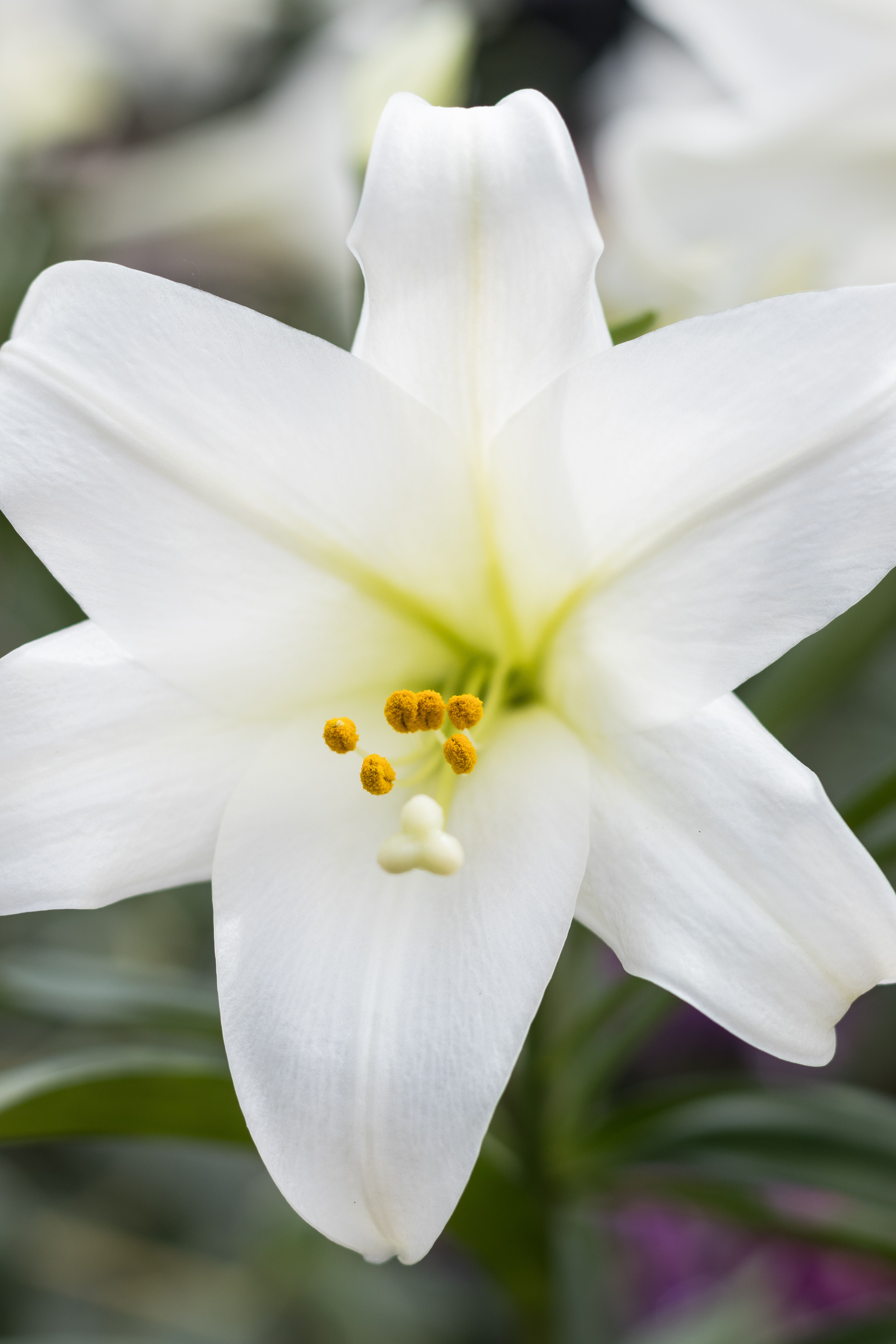 For the Birds Spring Floral Show at the Domes | https://www.roseclearfield.com