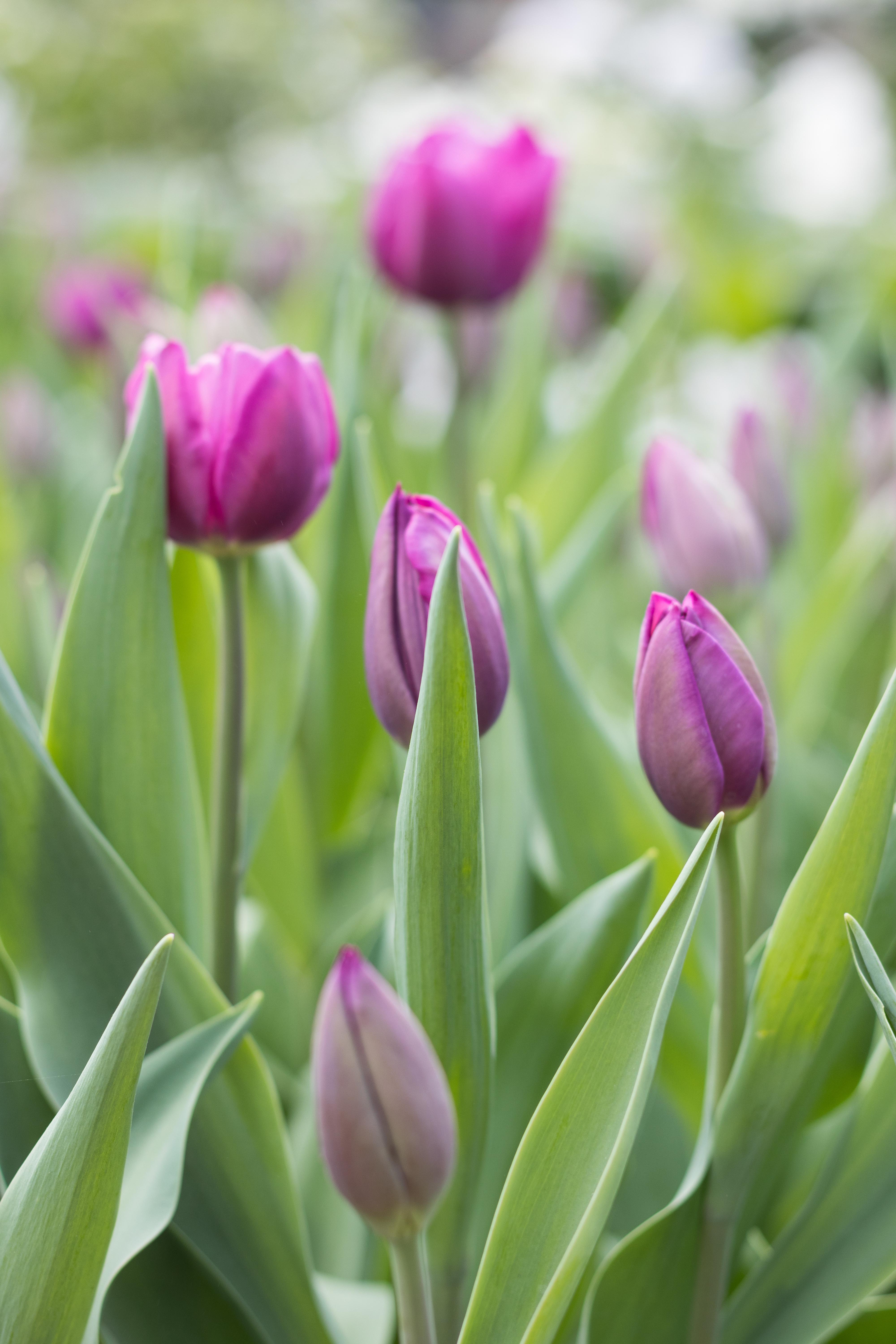 For the Birds Spring Floral Show at the Domes | https://www.roseclearfield.com