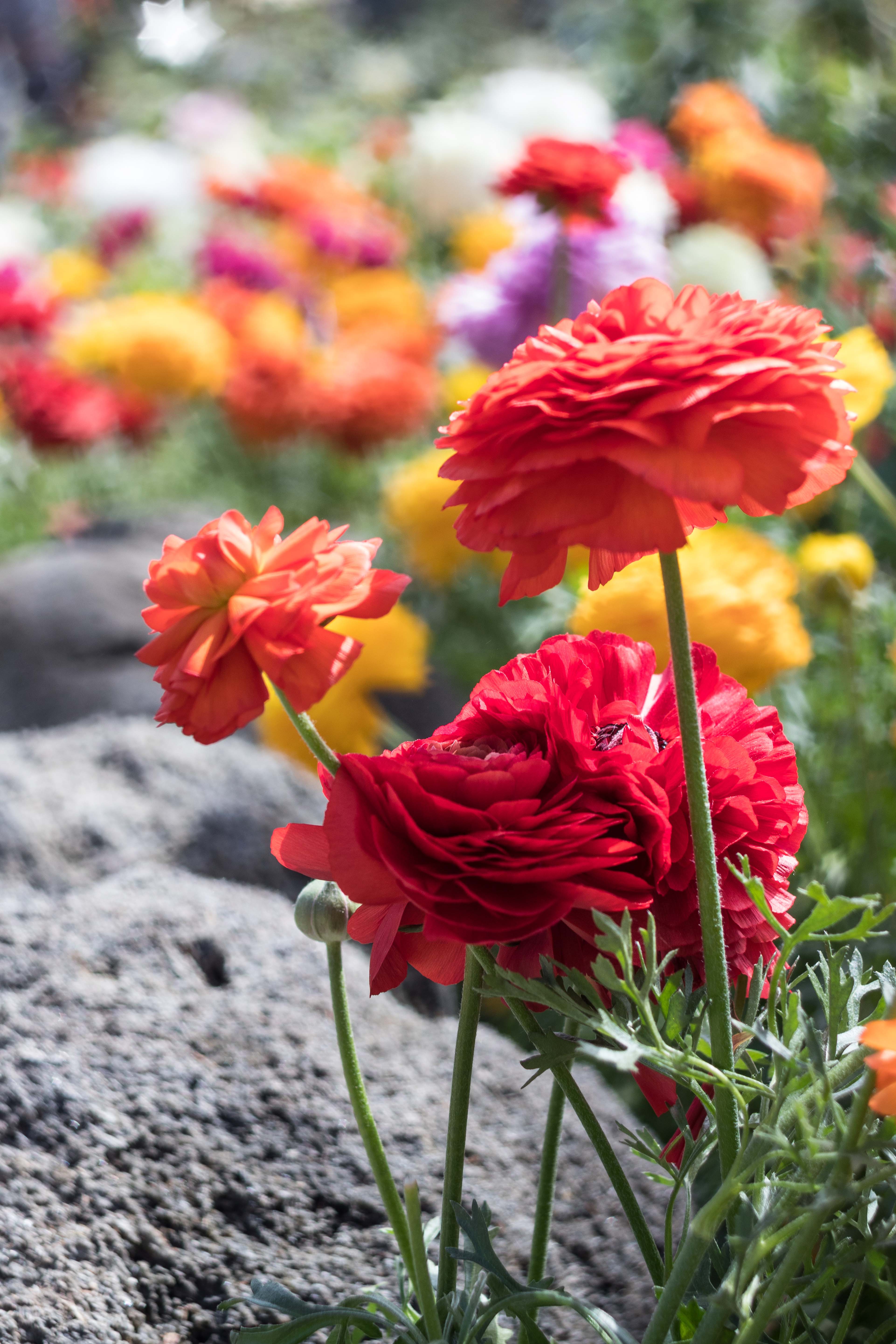 For the Birds Spring Floral Show at the Domes | https://www.roseclearfield.com