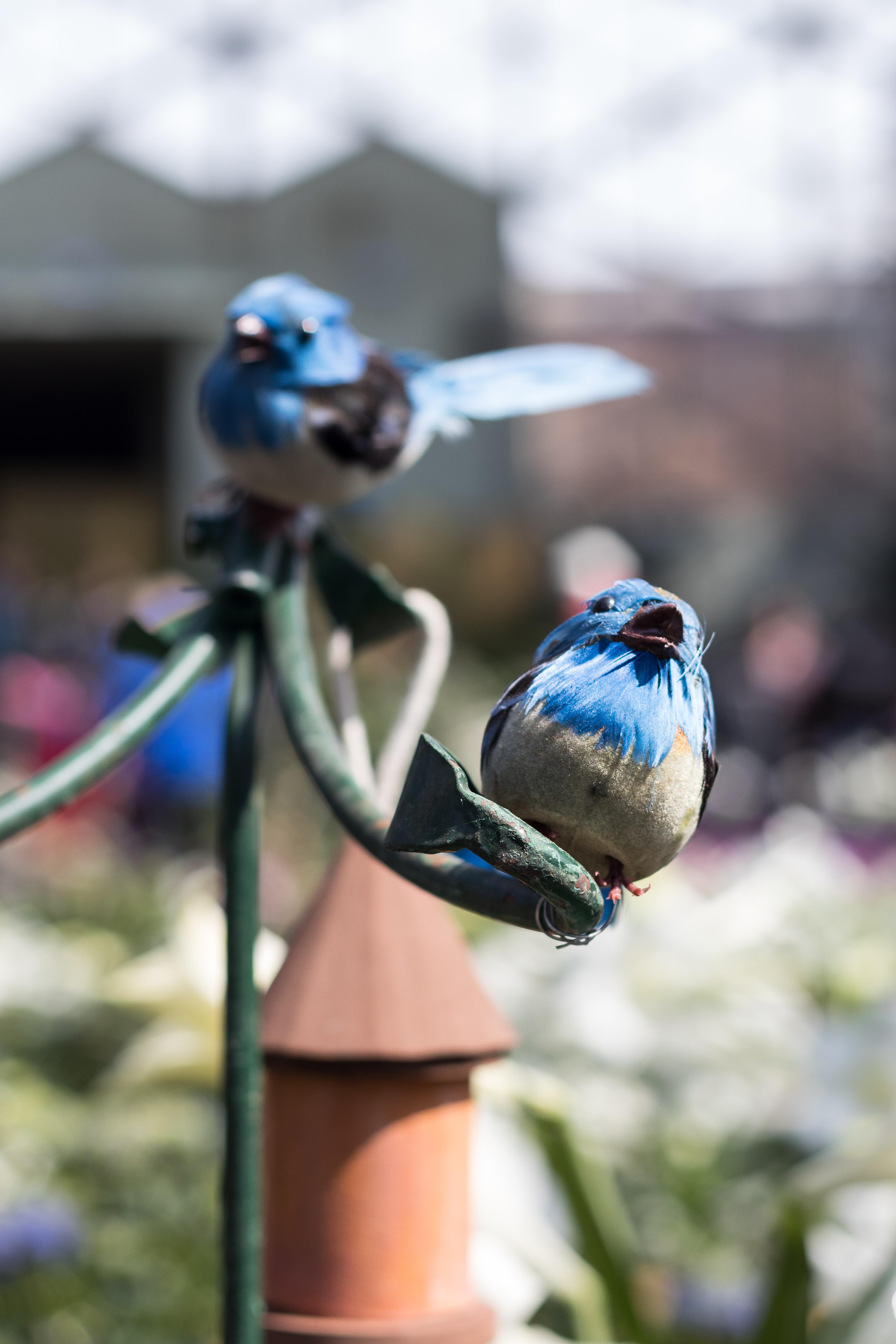 For the Birds Spring Floral Show at the Domes | https://www.roseclearfield.com