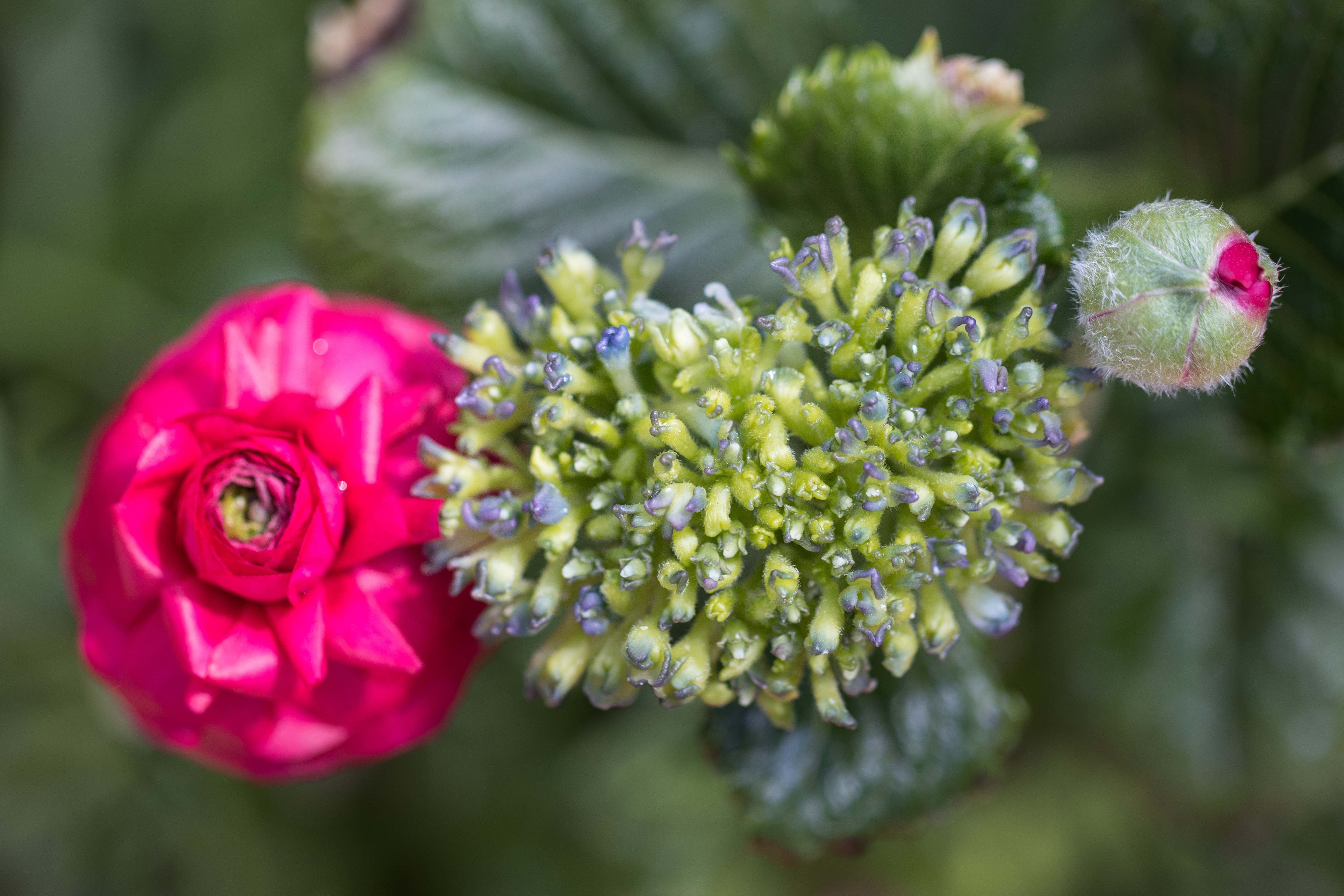 For the Birds Spring Floral Show at the Domes | https://www.roseclearfield.com