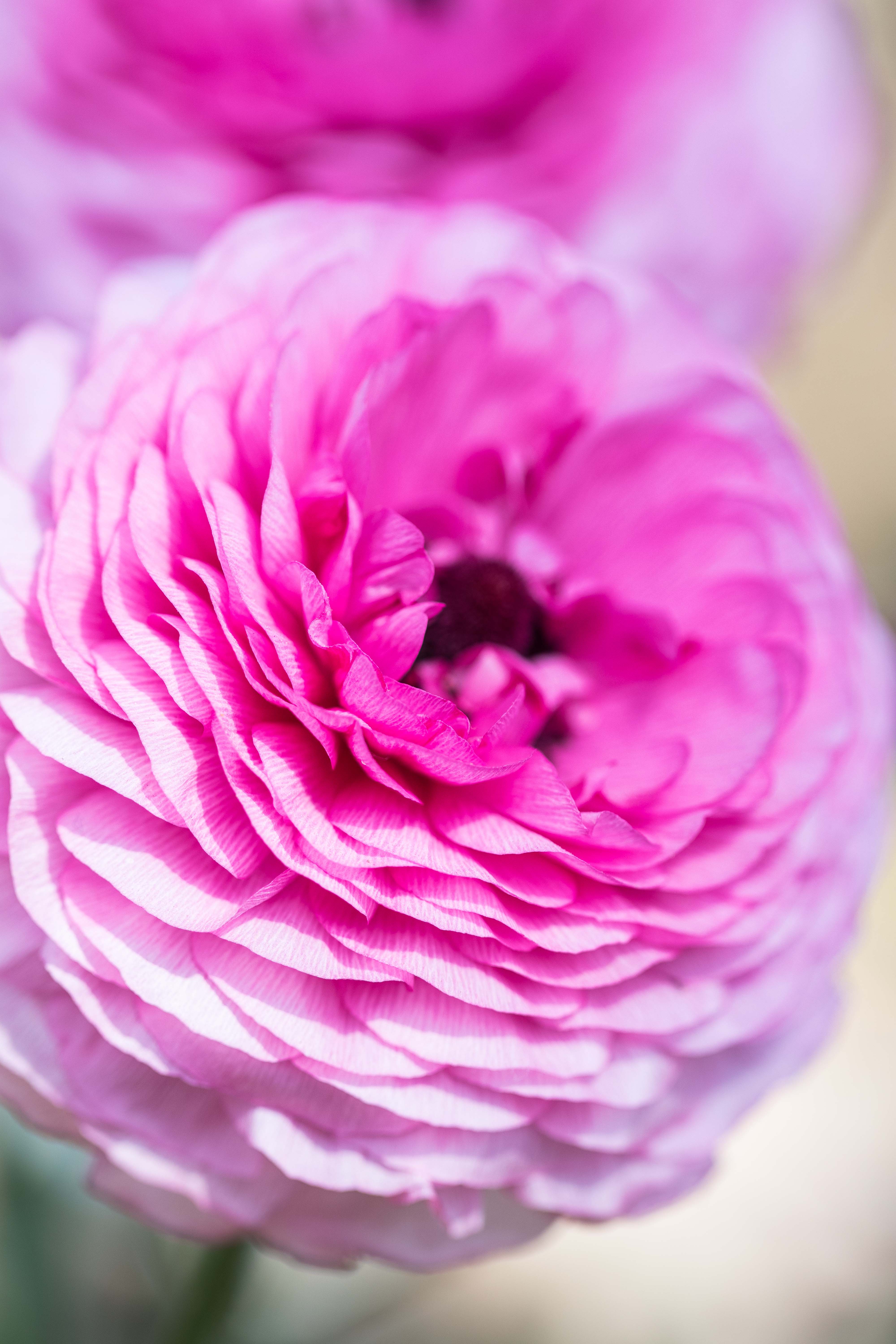 For the Birds Spring Floral Show at the Domes | https://www.roseclearfield.com