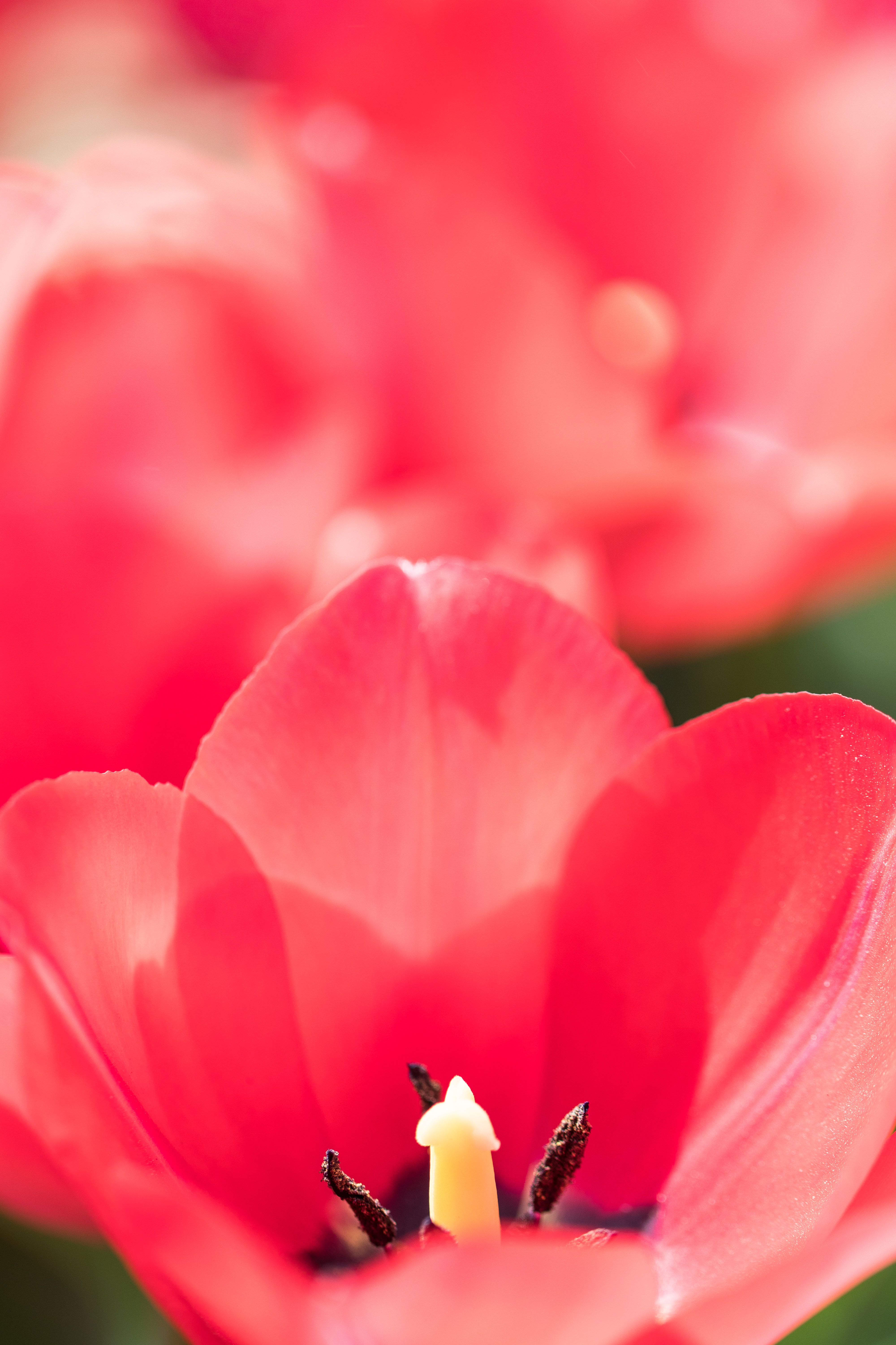 For the Birds Spring Floral Show at the Domes | https://www.roseclearfield.com