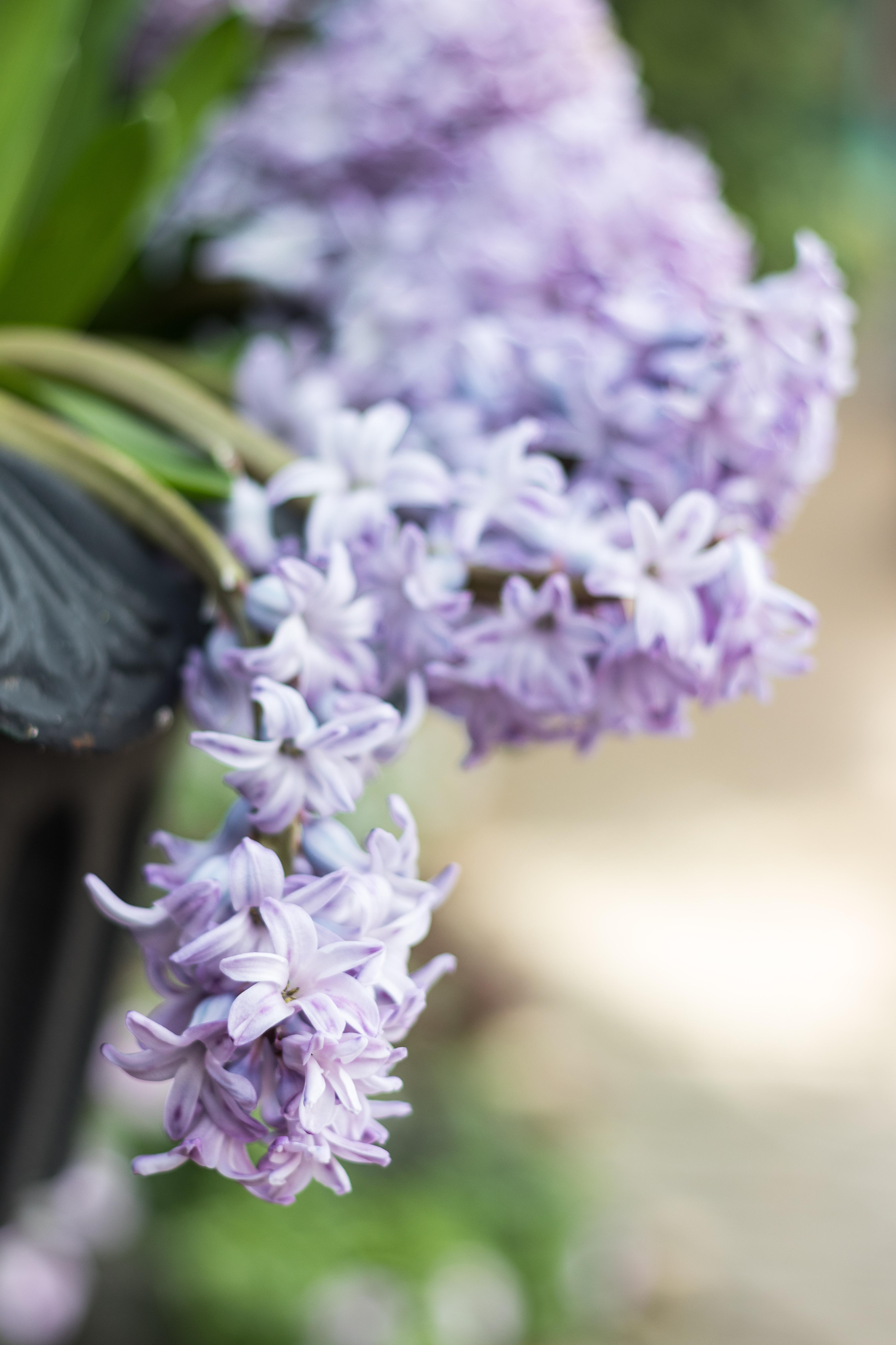 For the Birds Spring Floral Show at the Domes | https://www.roseclearfield.com