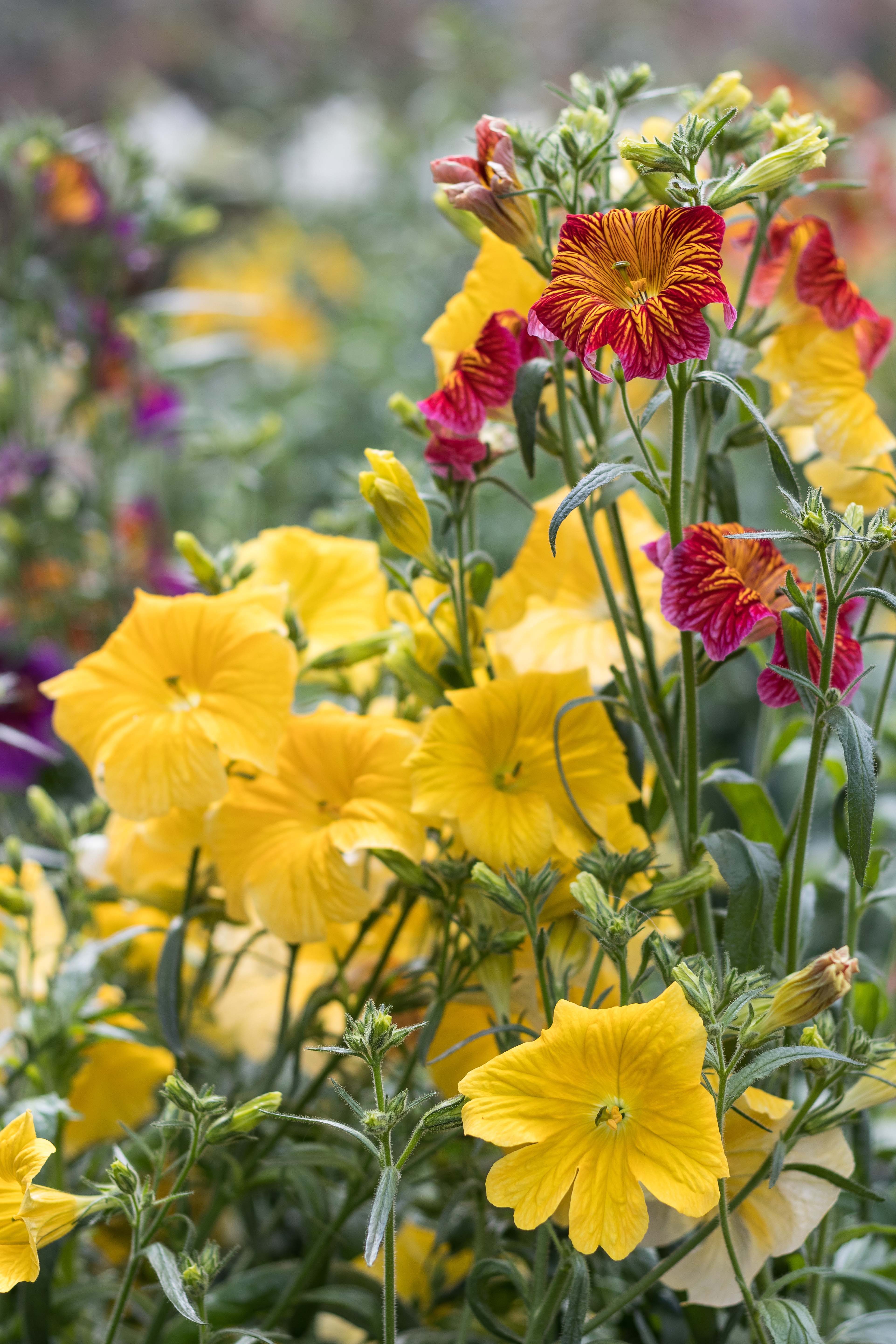 For the Birds Spring Floral Show at the Domes | https://www.roseclearfield.com