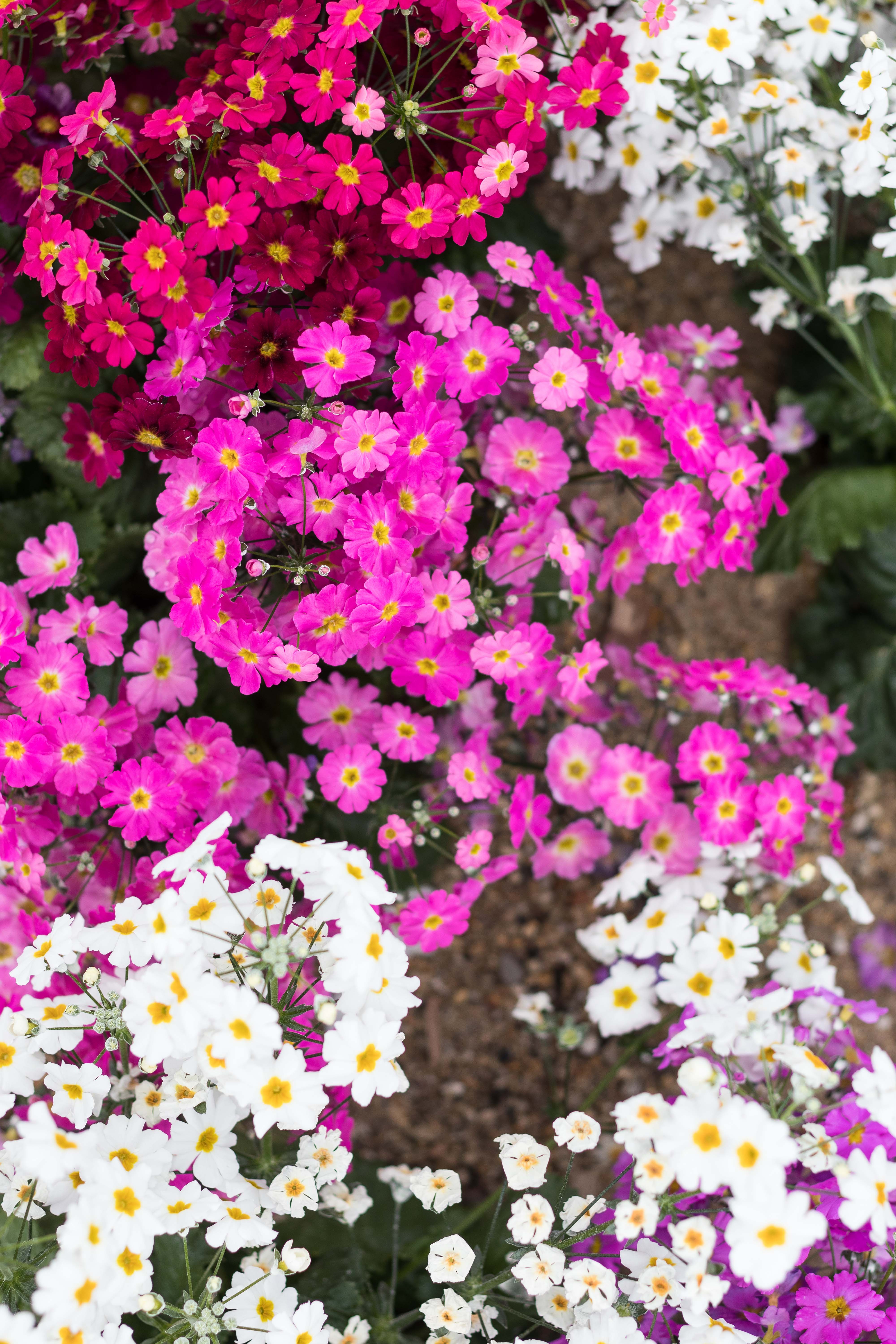 For the Birds Spring Floral Show at the Domes | https://www.roseclearfield.com